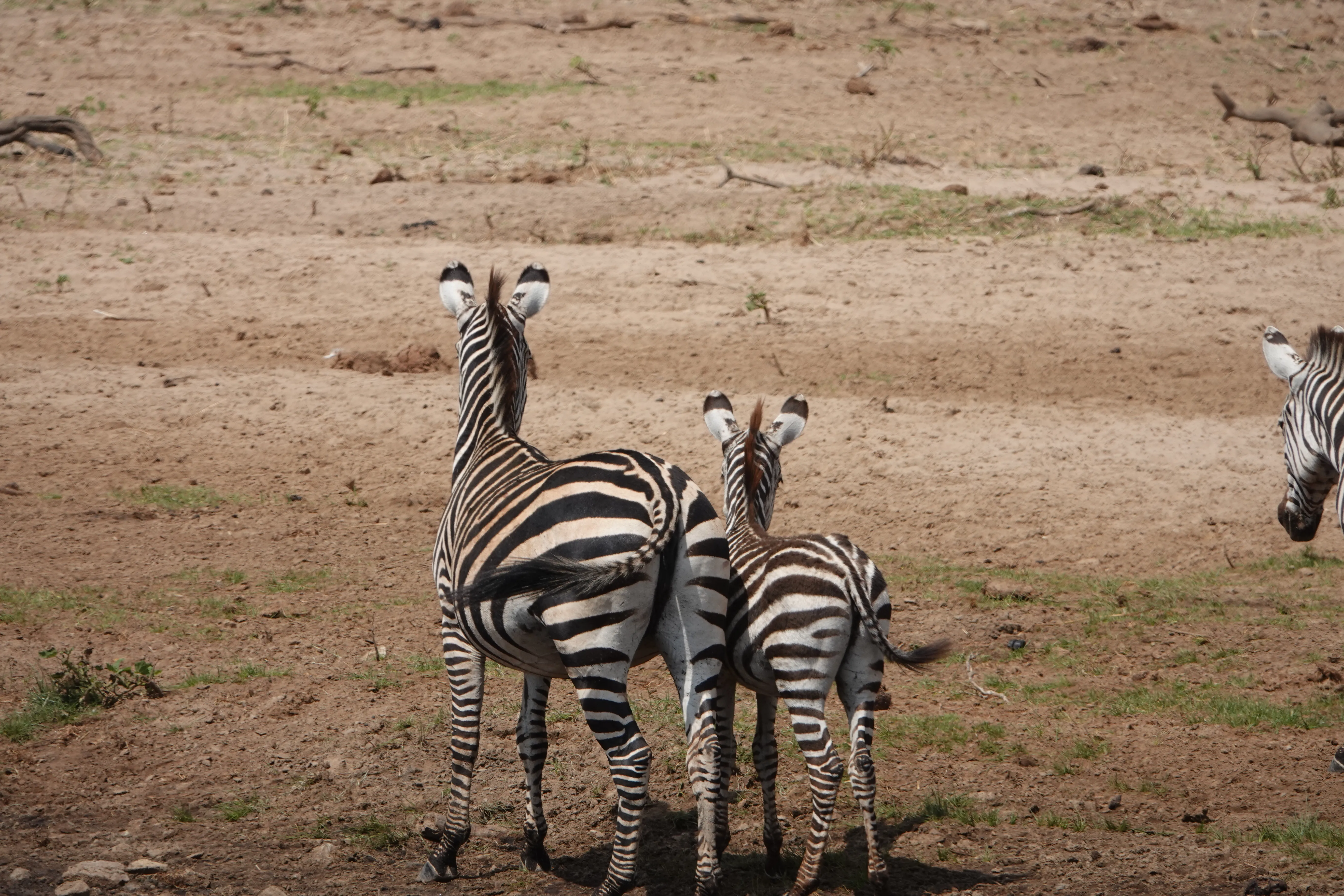 Tanzania 00665