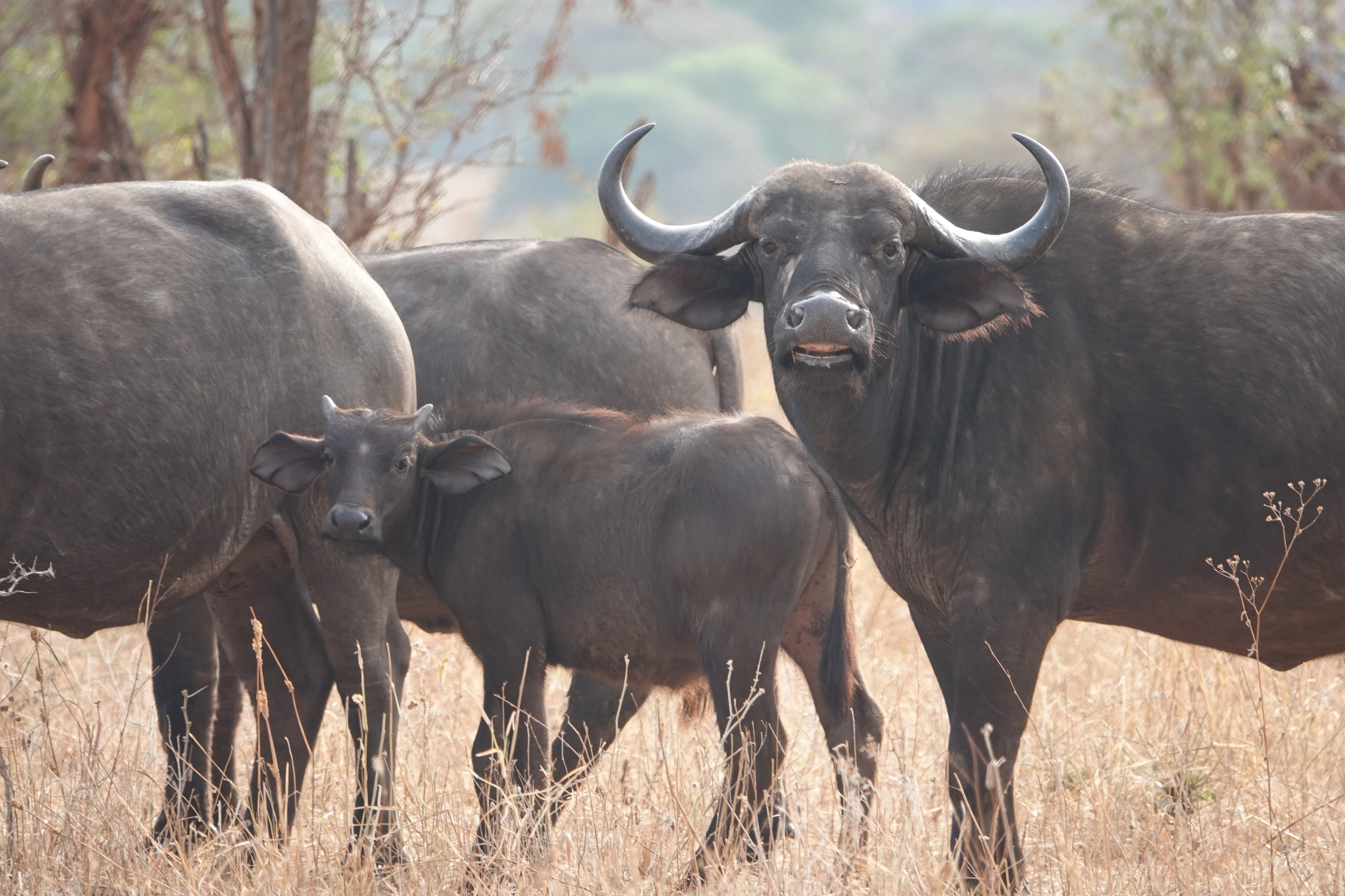 Tanzania 00741