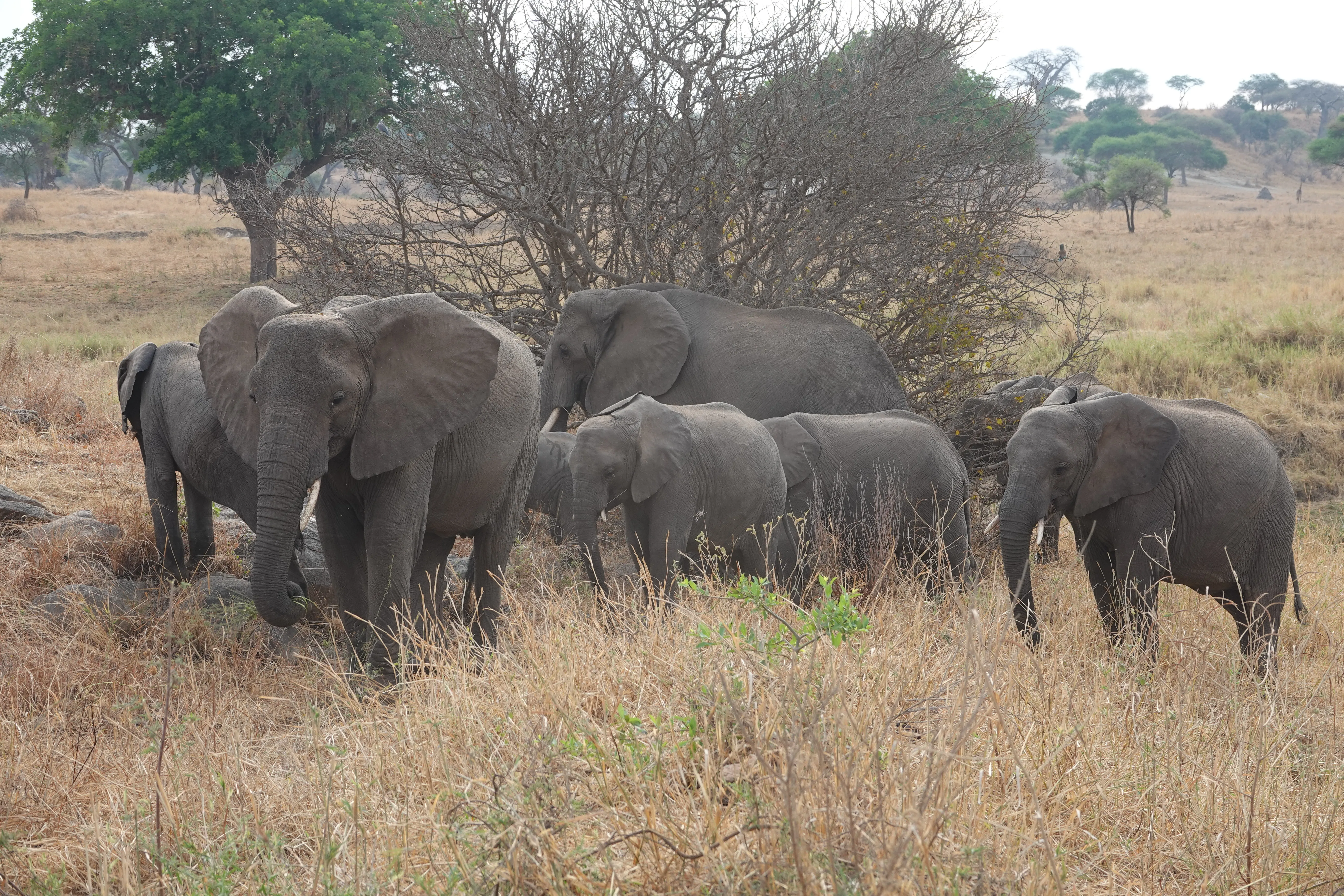 Tanzania 00752