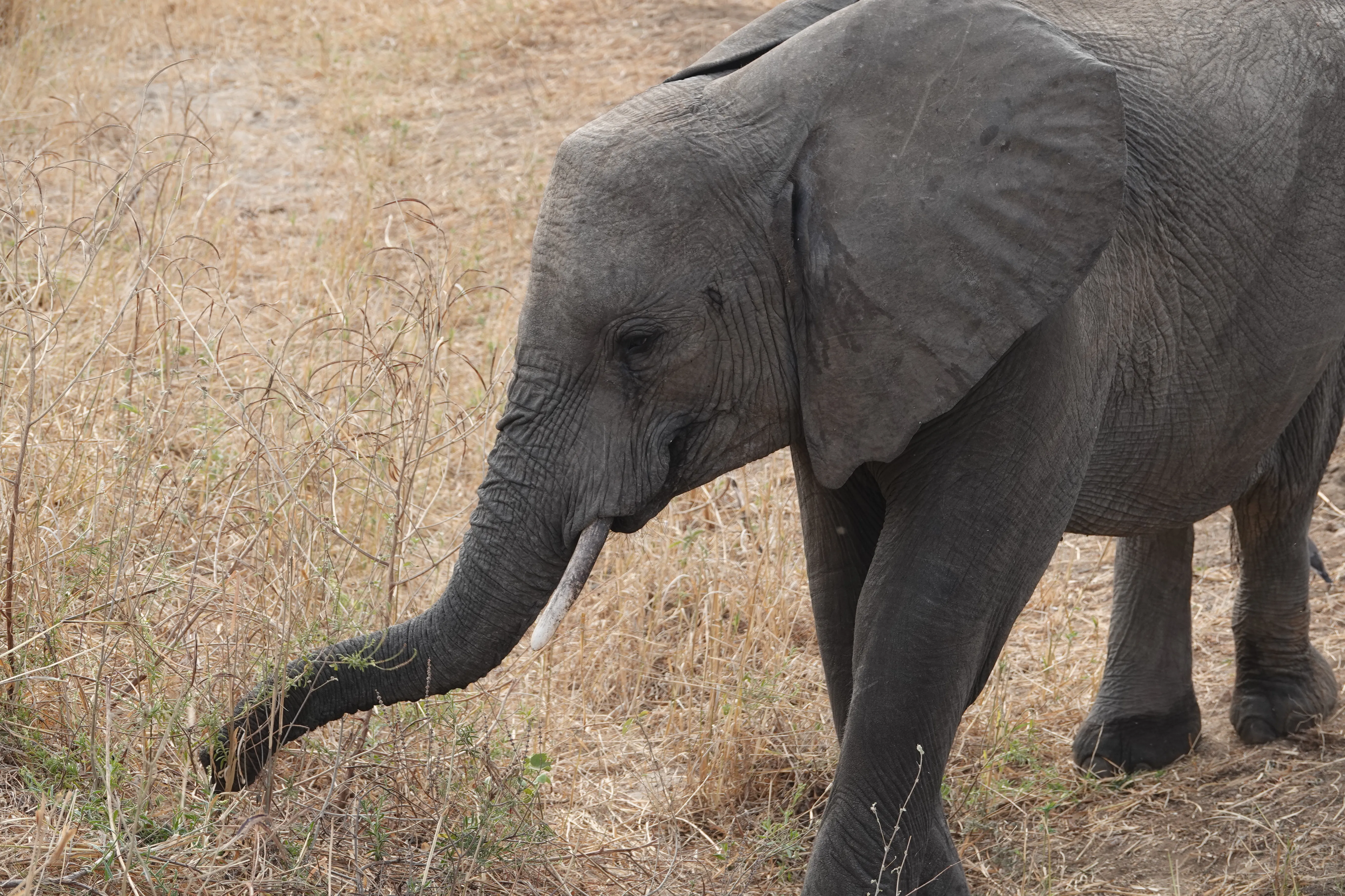 Tanzania 00754