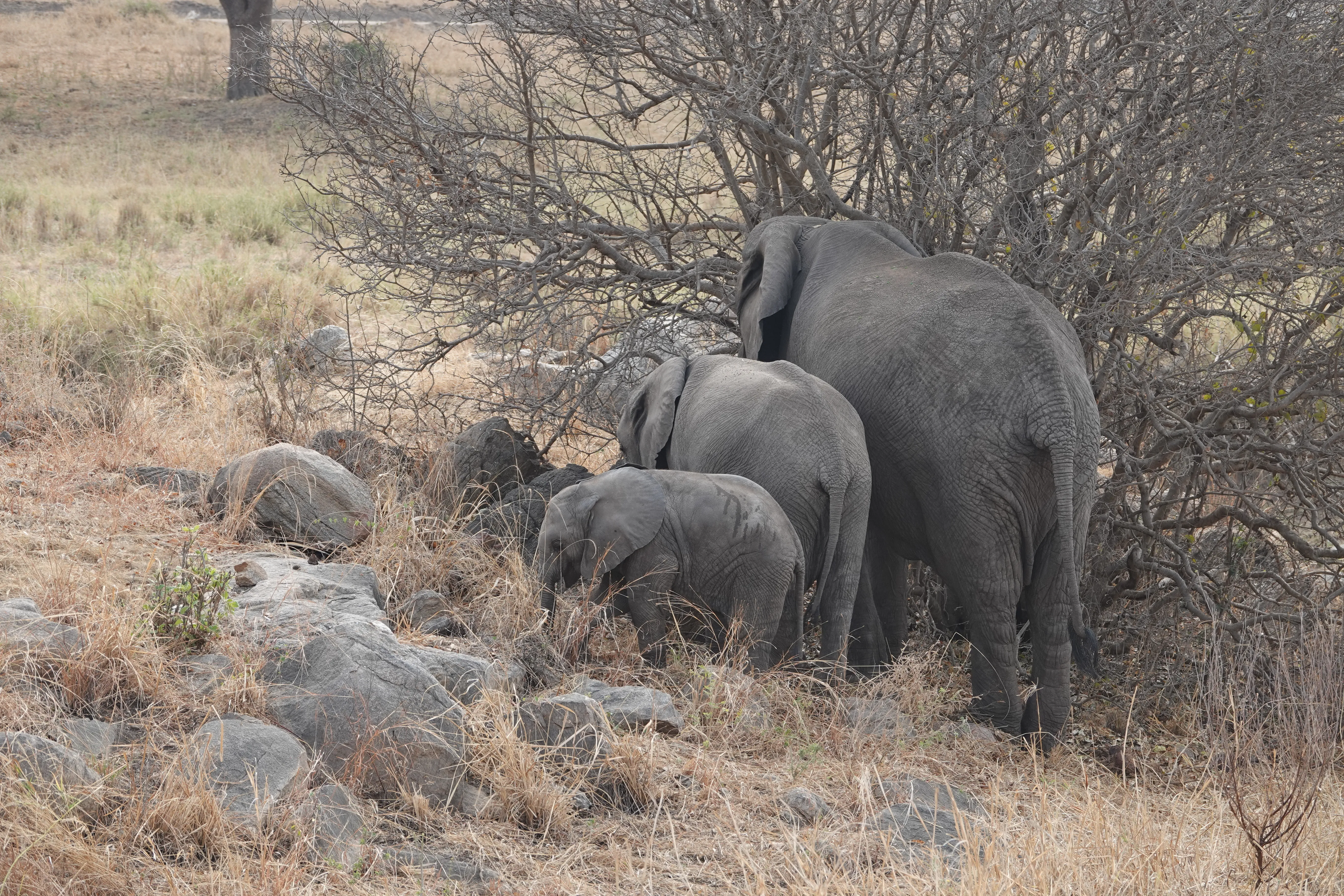 Tanzania 00755
