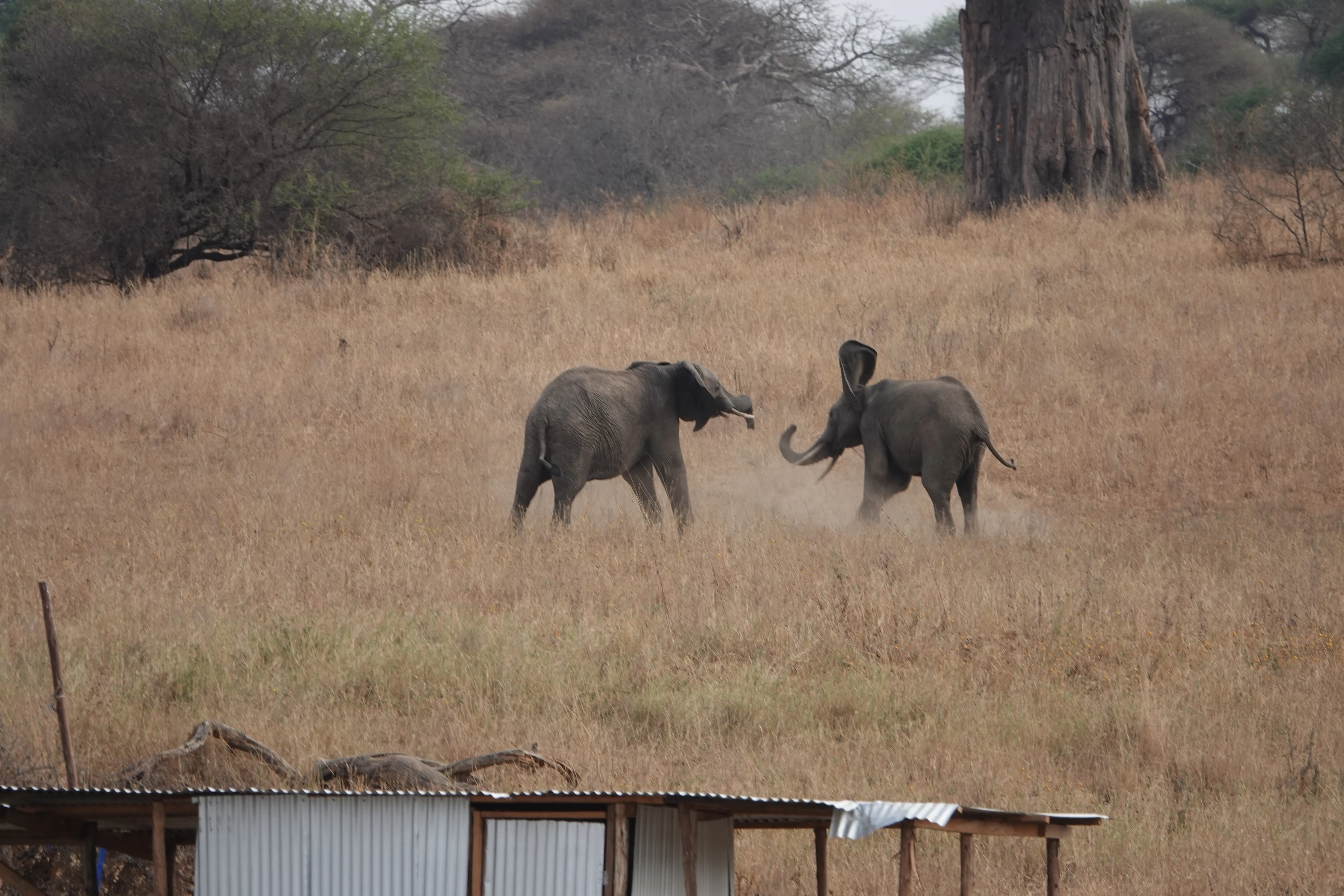 Tanzania 00757