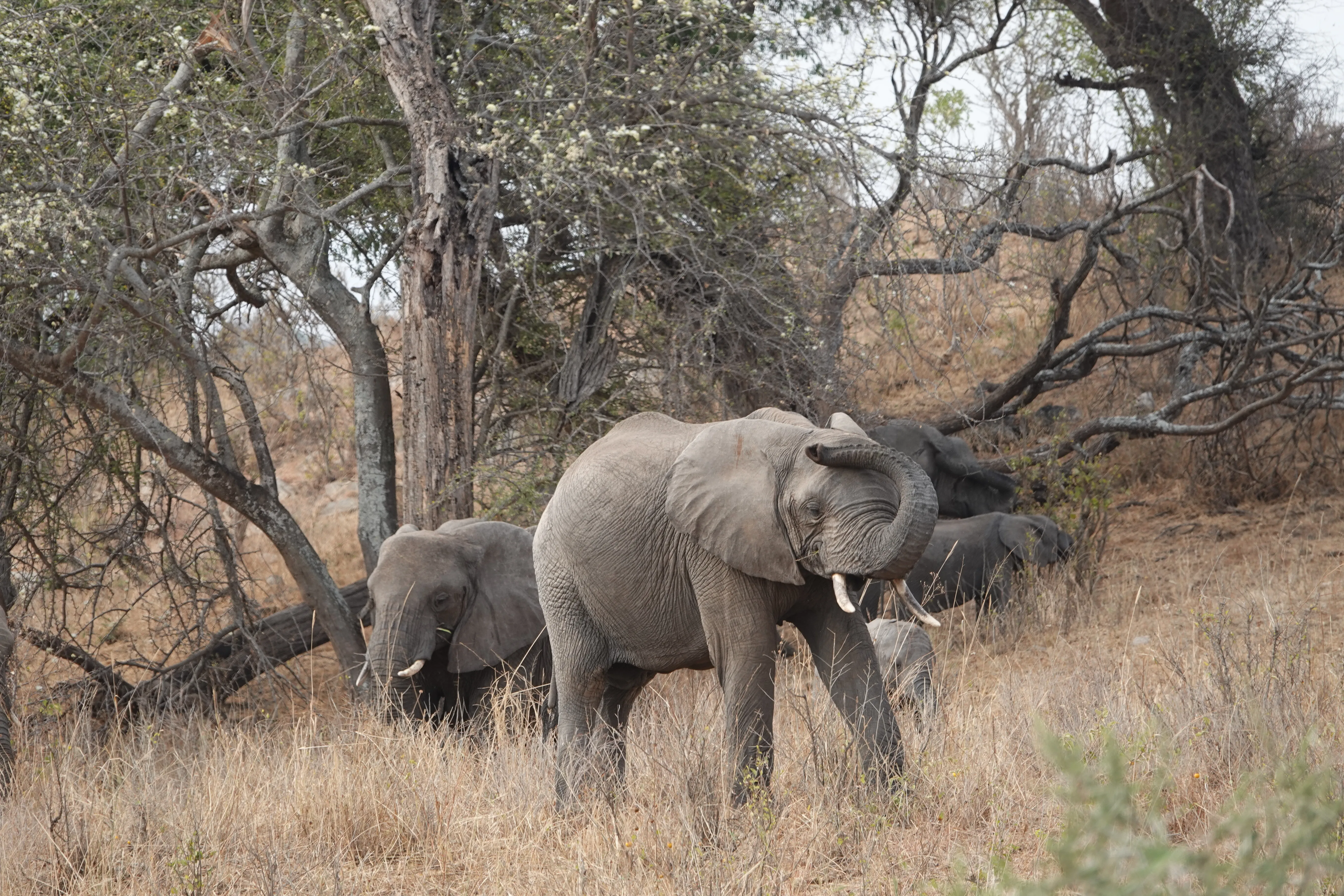 Tanzania 00758