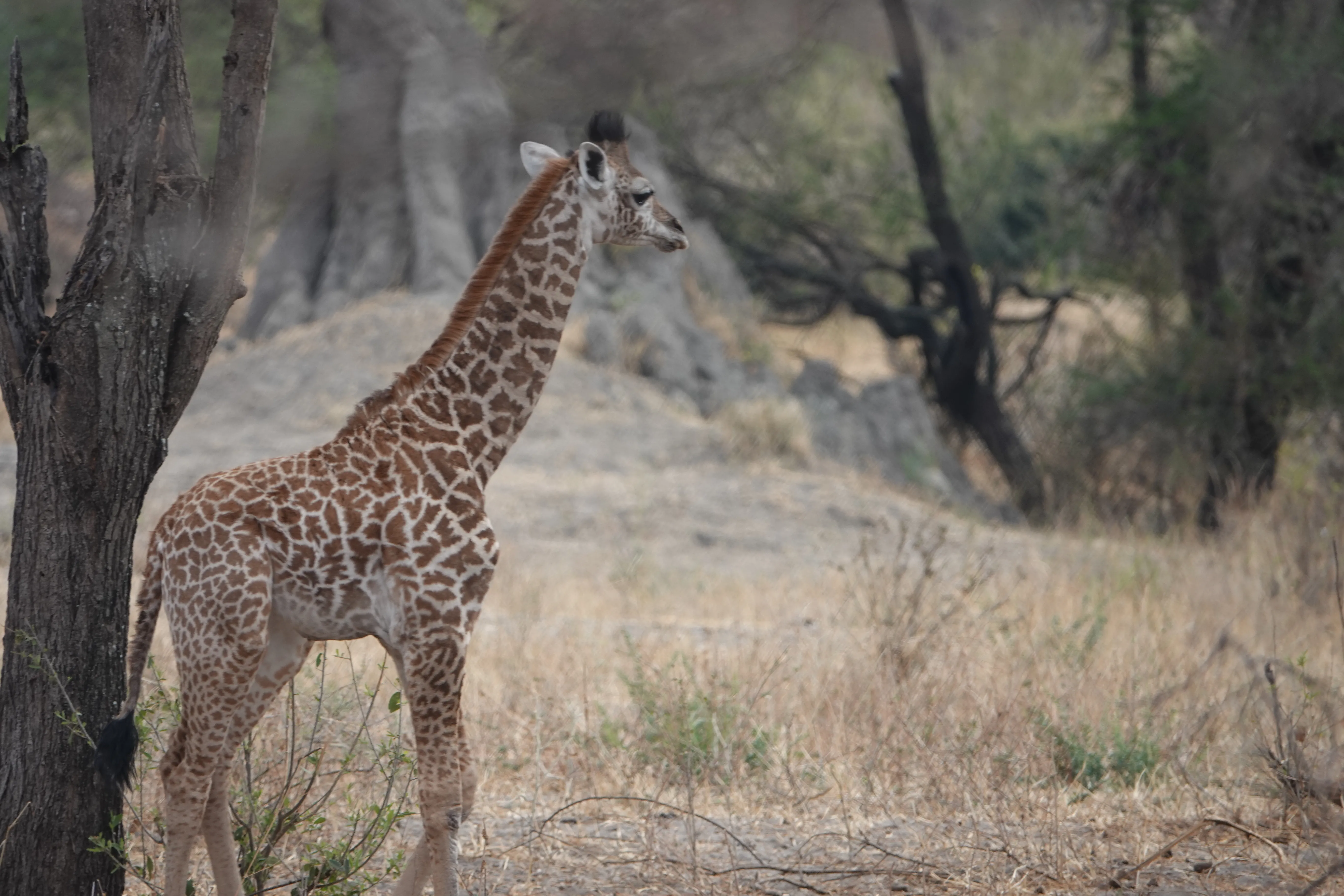 Tanzania 00782