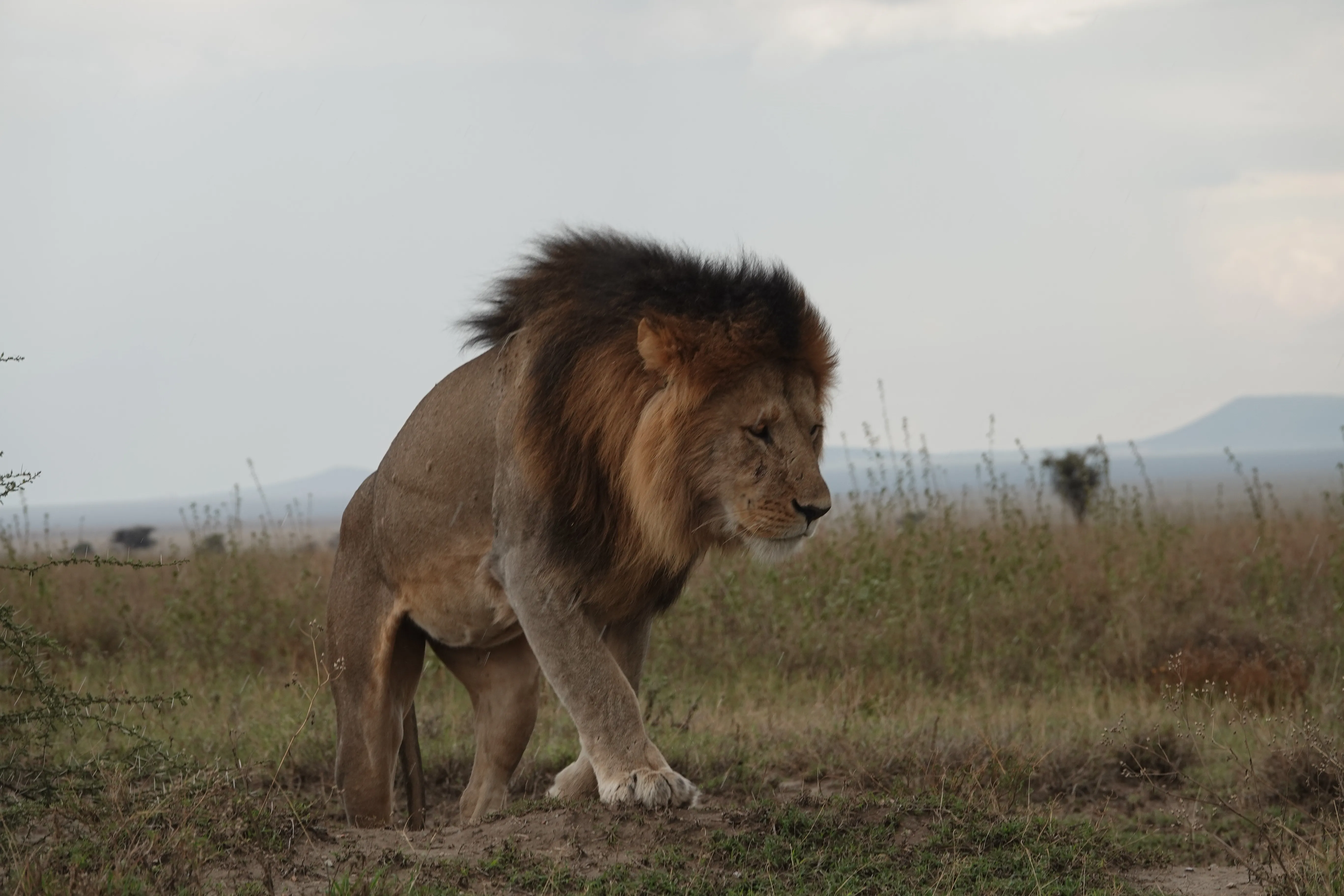 Tanzania 00797