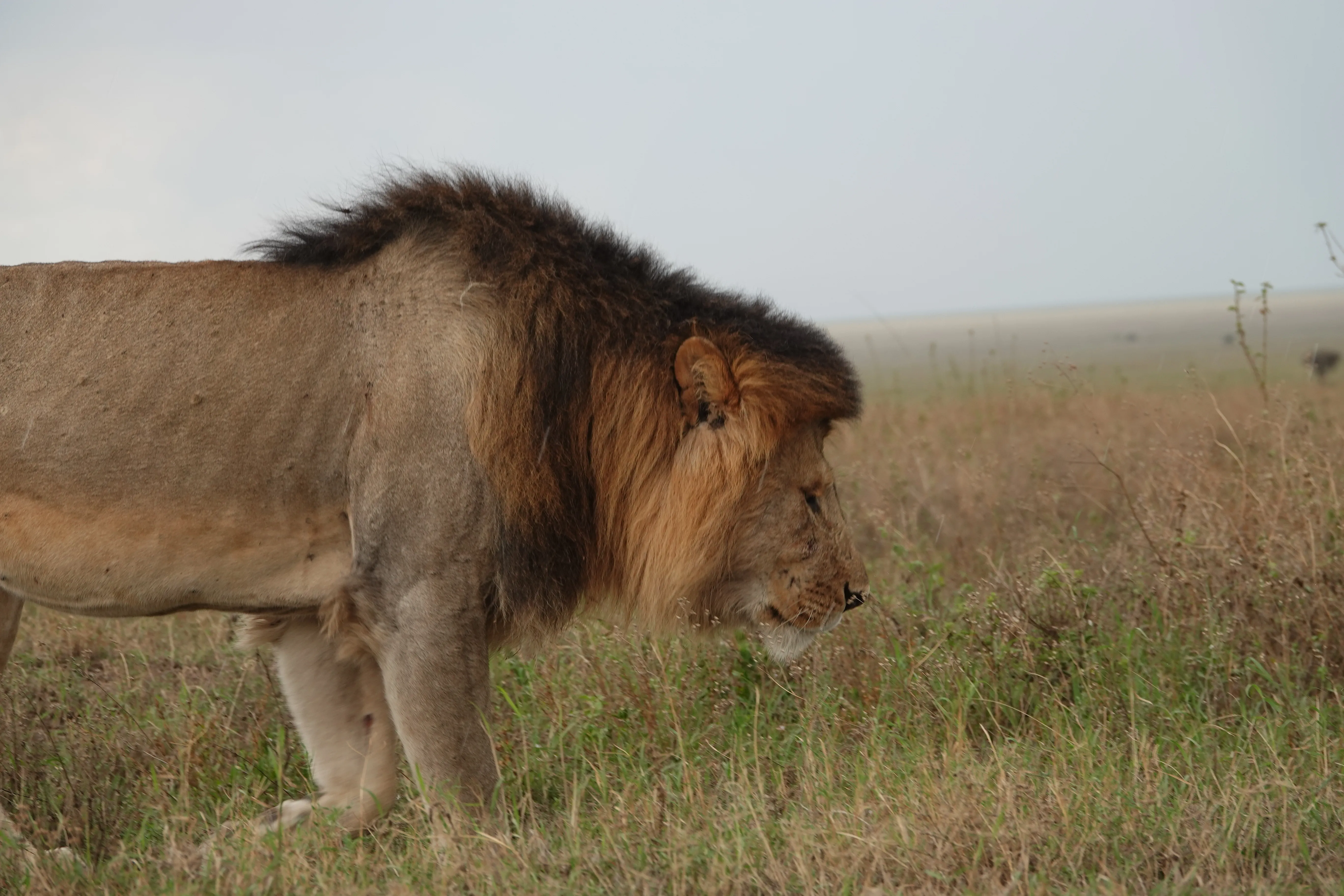 Tanzania 00799
