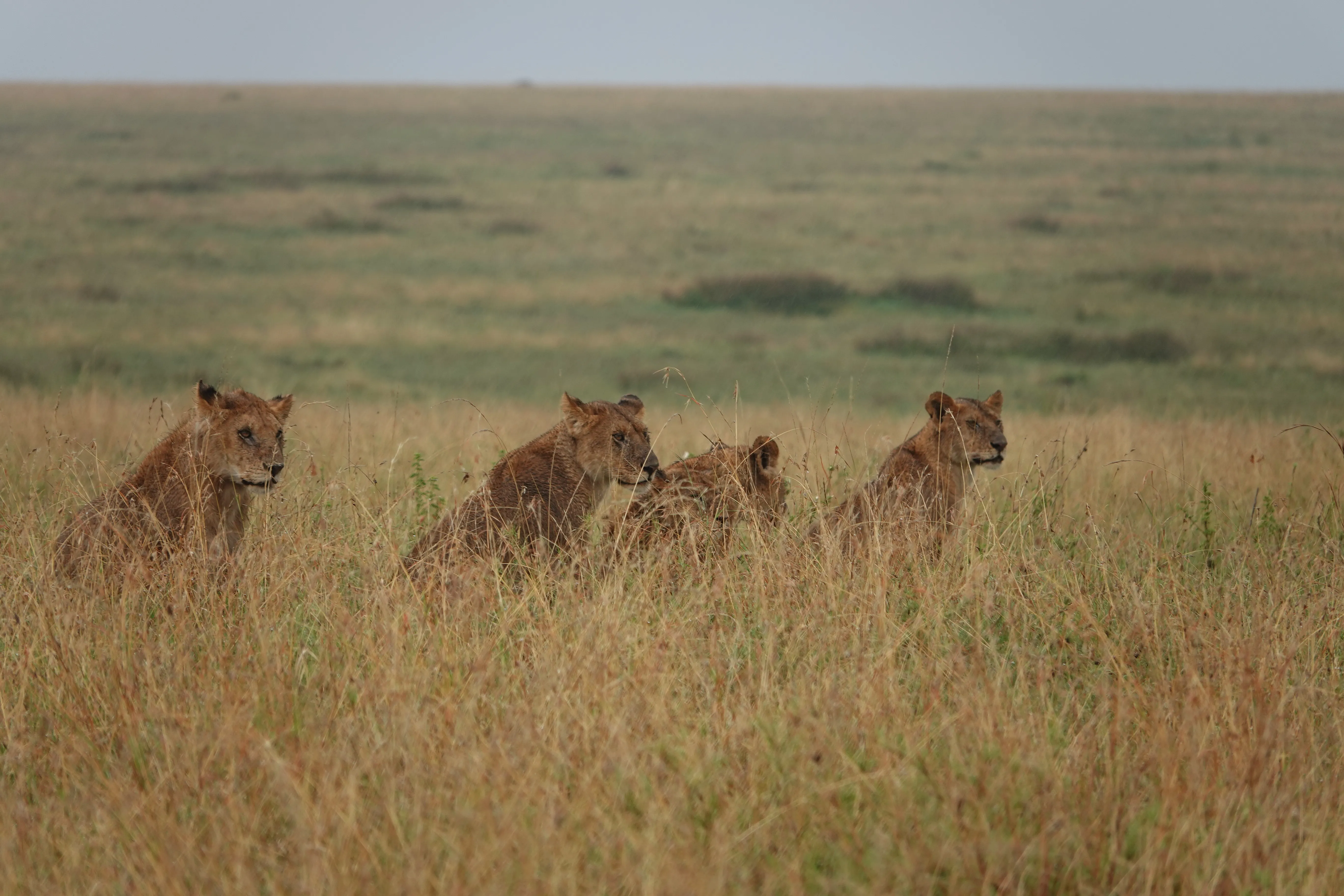 Tanzania 00835