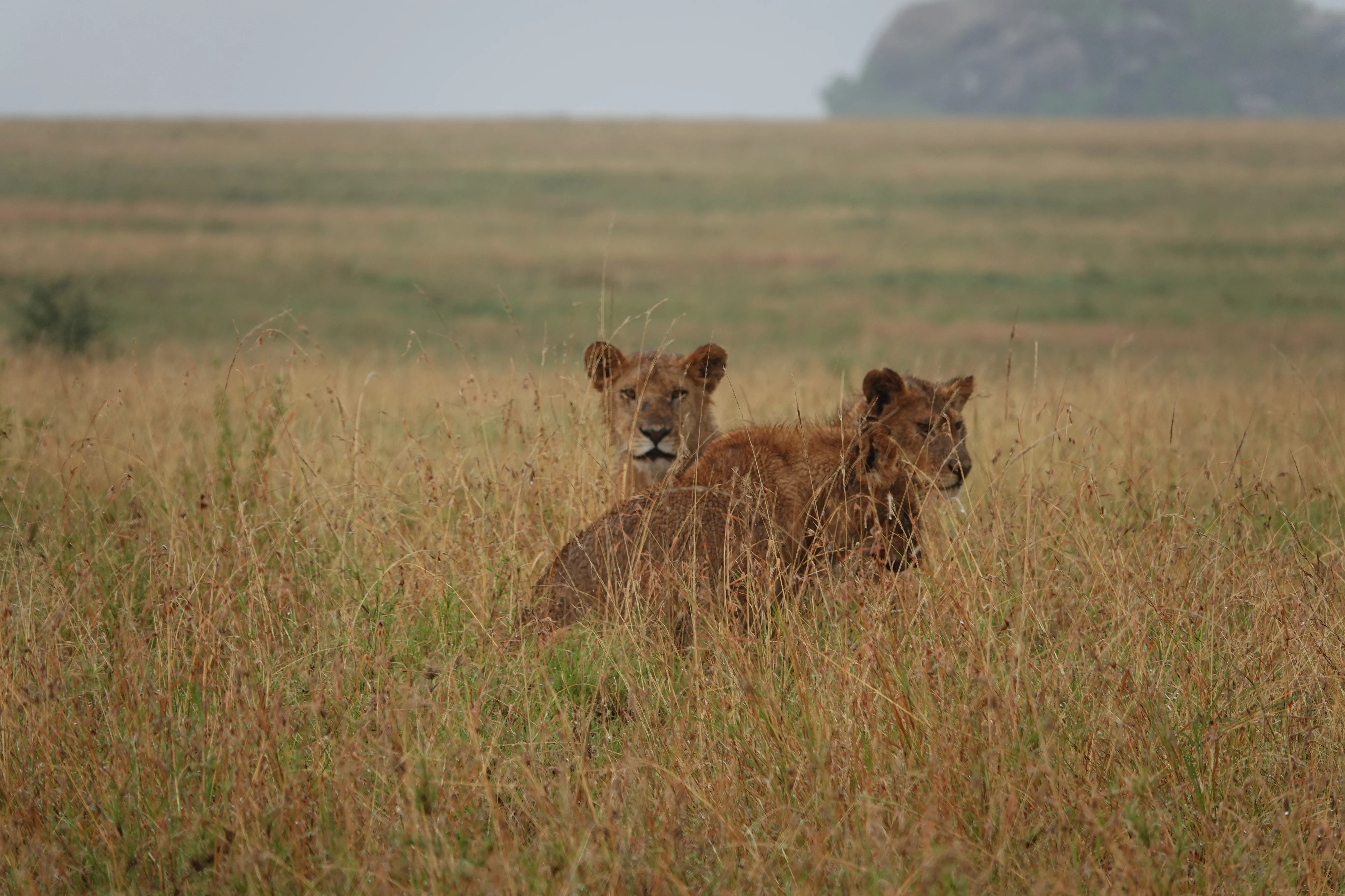 Tanzania 00836