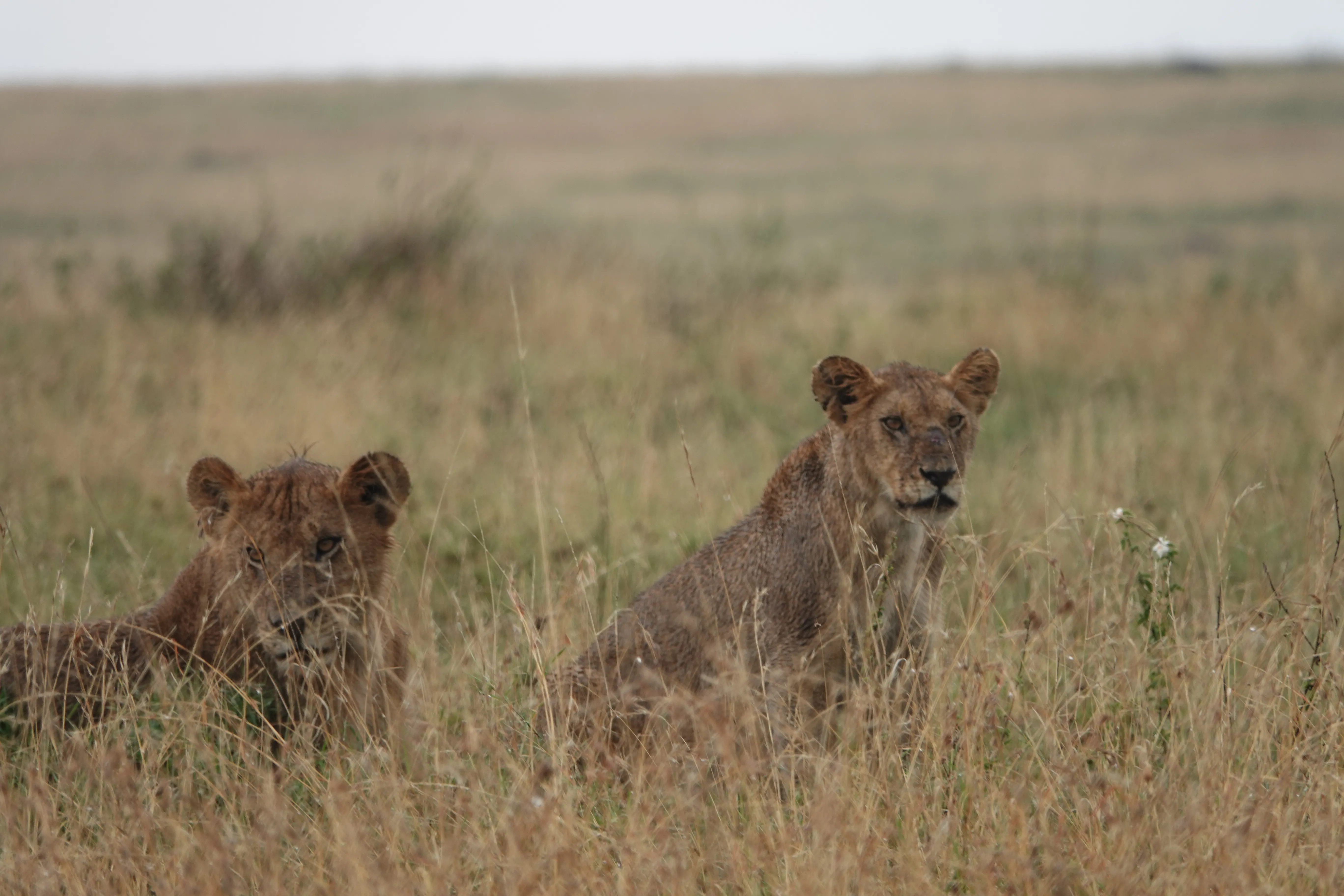 Tanzania 00838