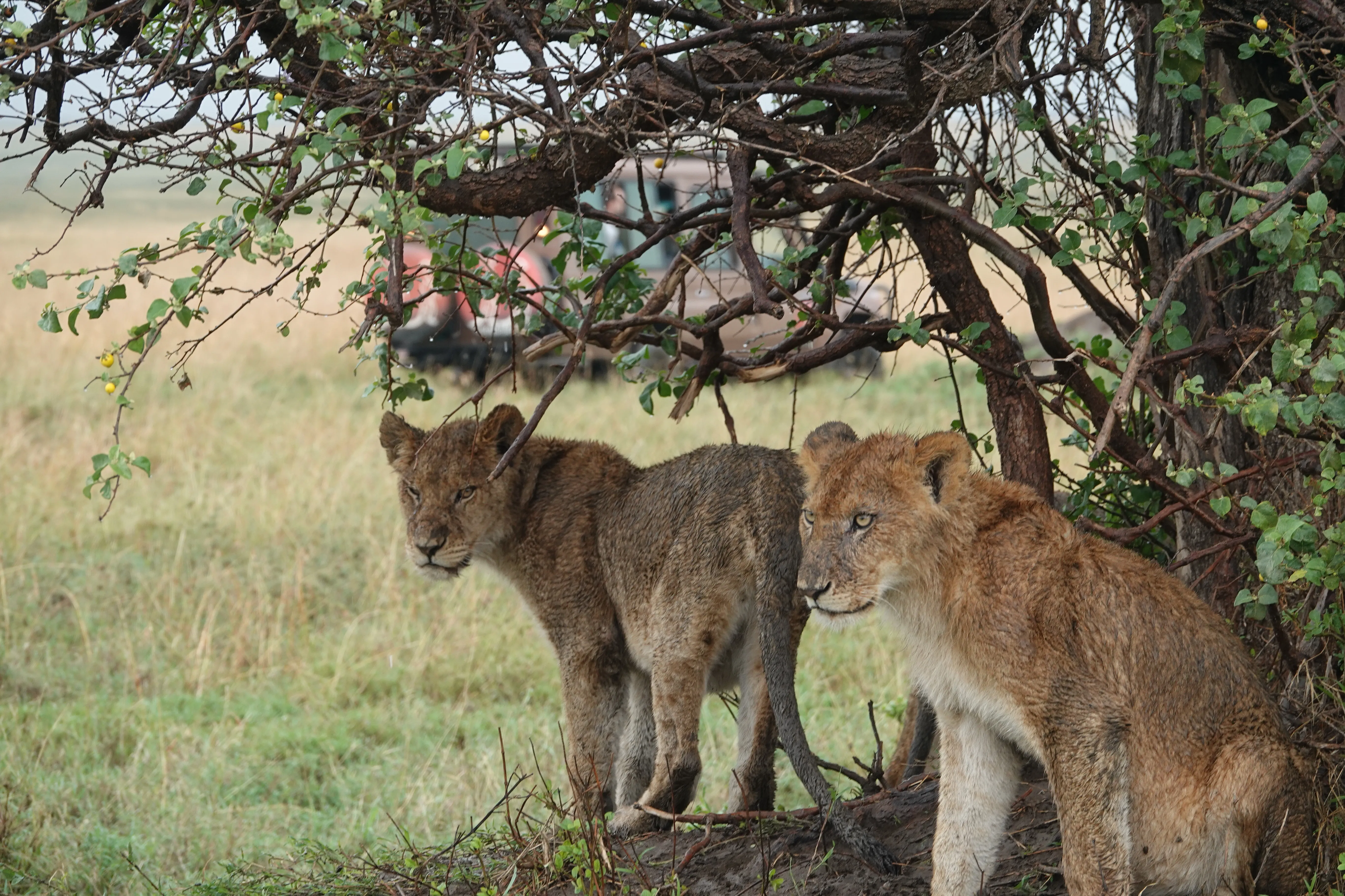 Tanzania 00839