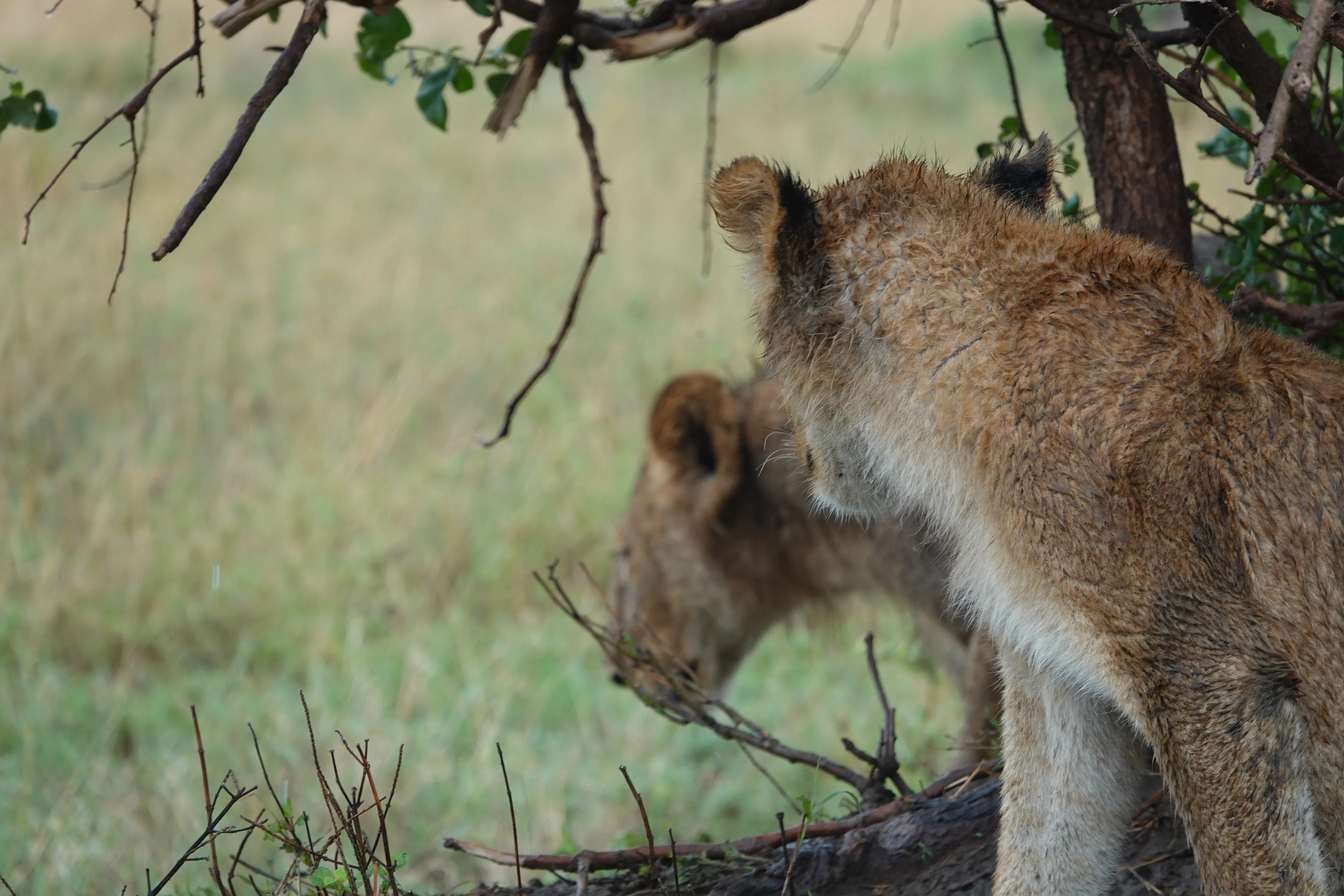 Tanzania 00841