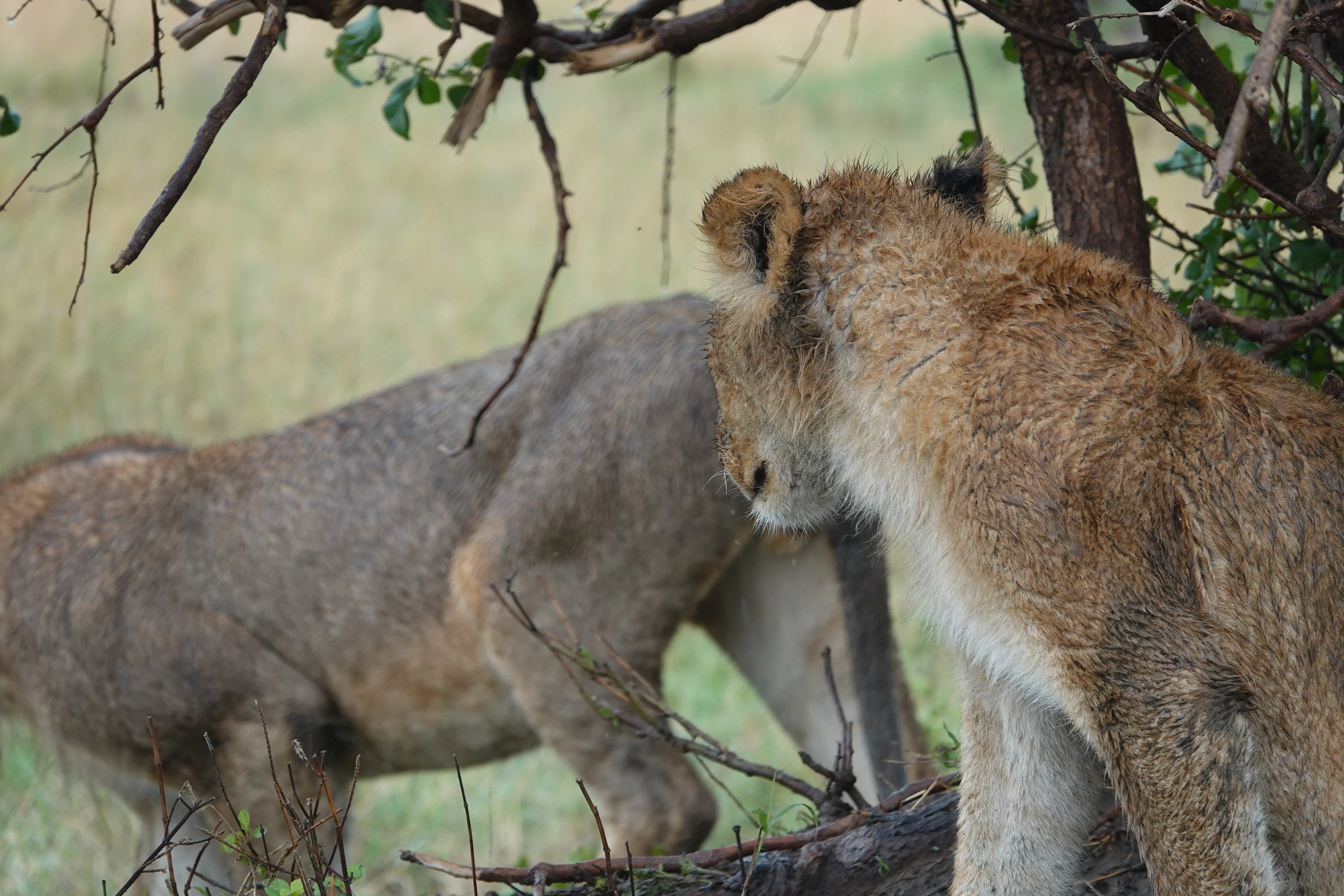 Tanzania 00842