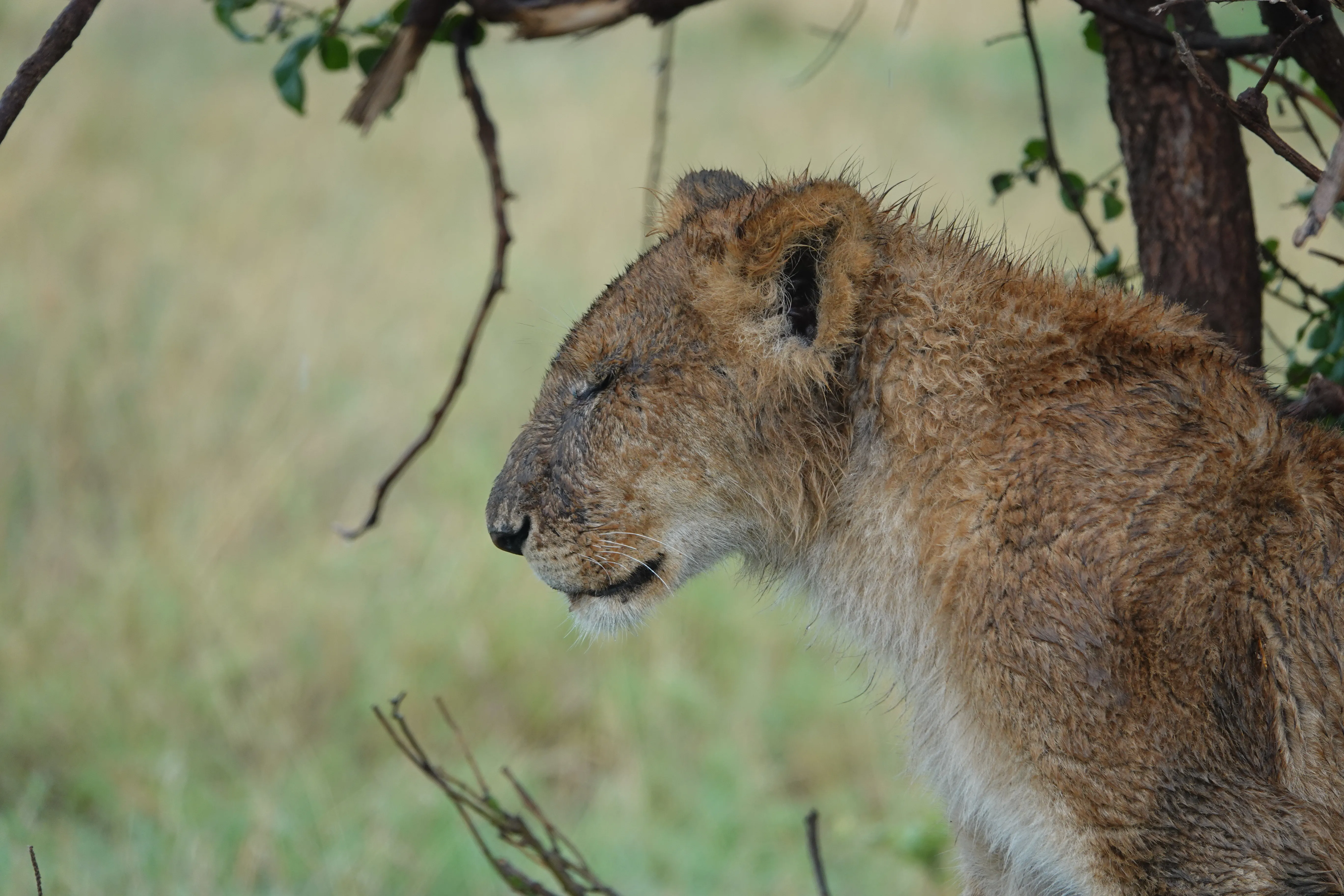 Tanzania 00846