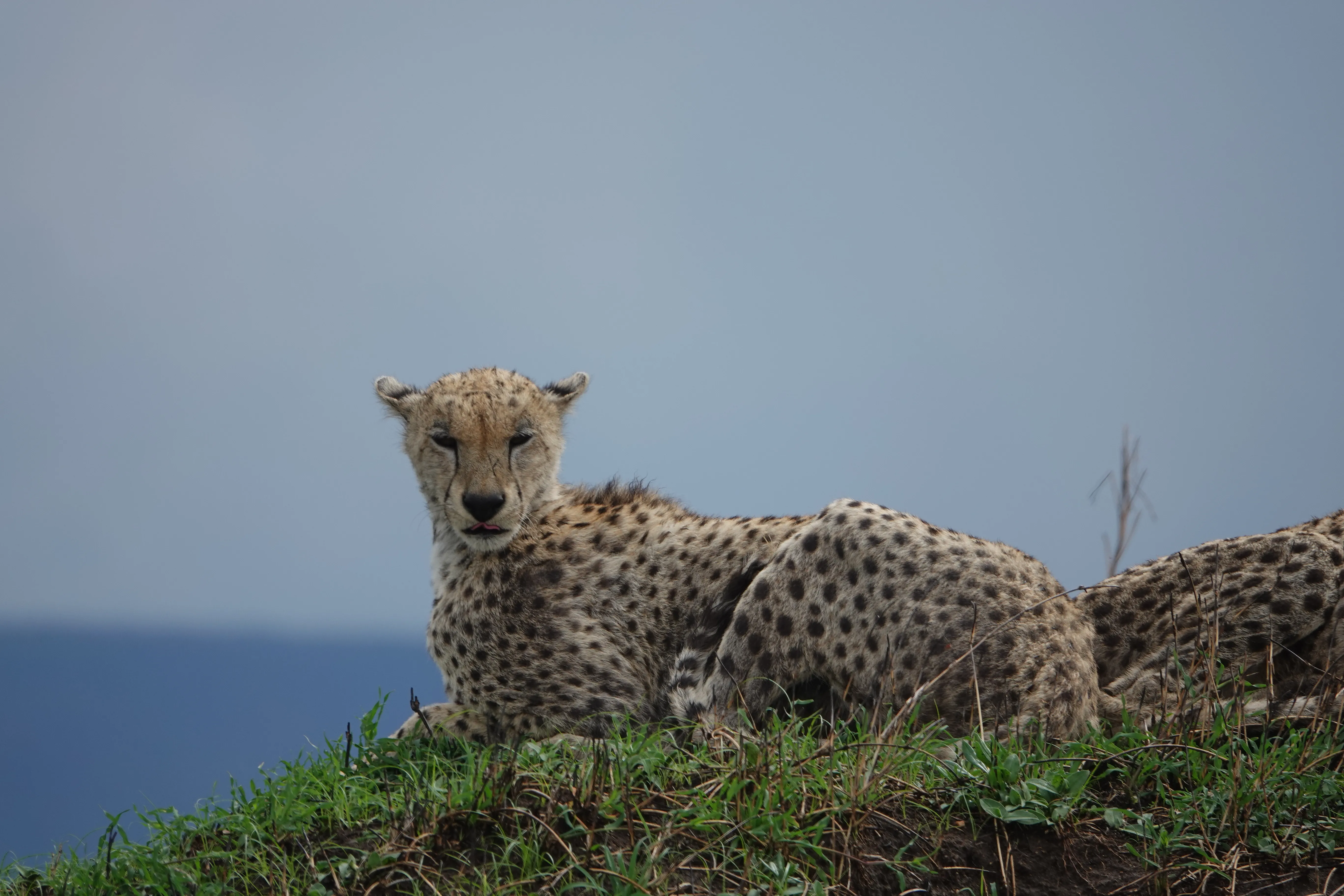 Tanzania 00874