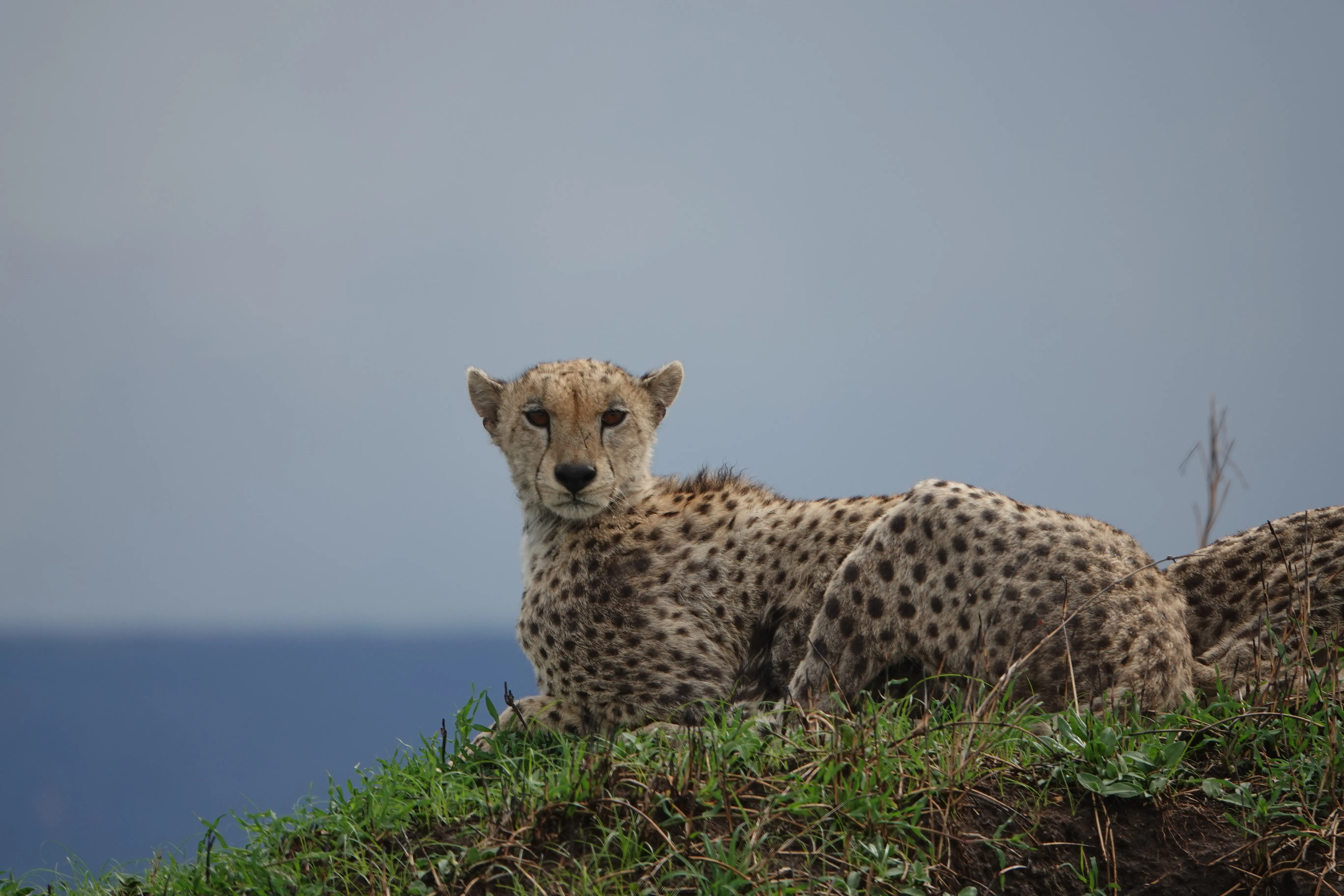 Tanzania 00886