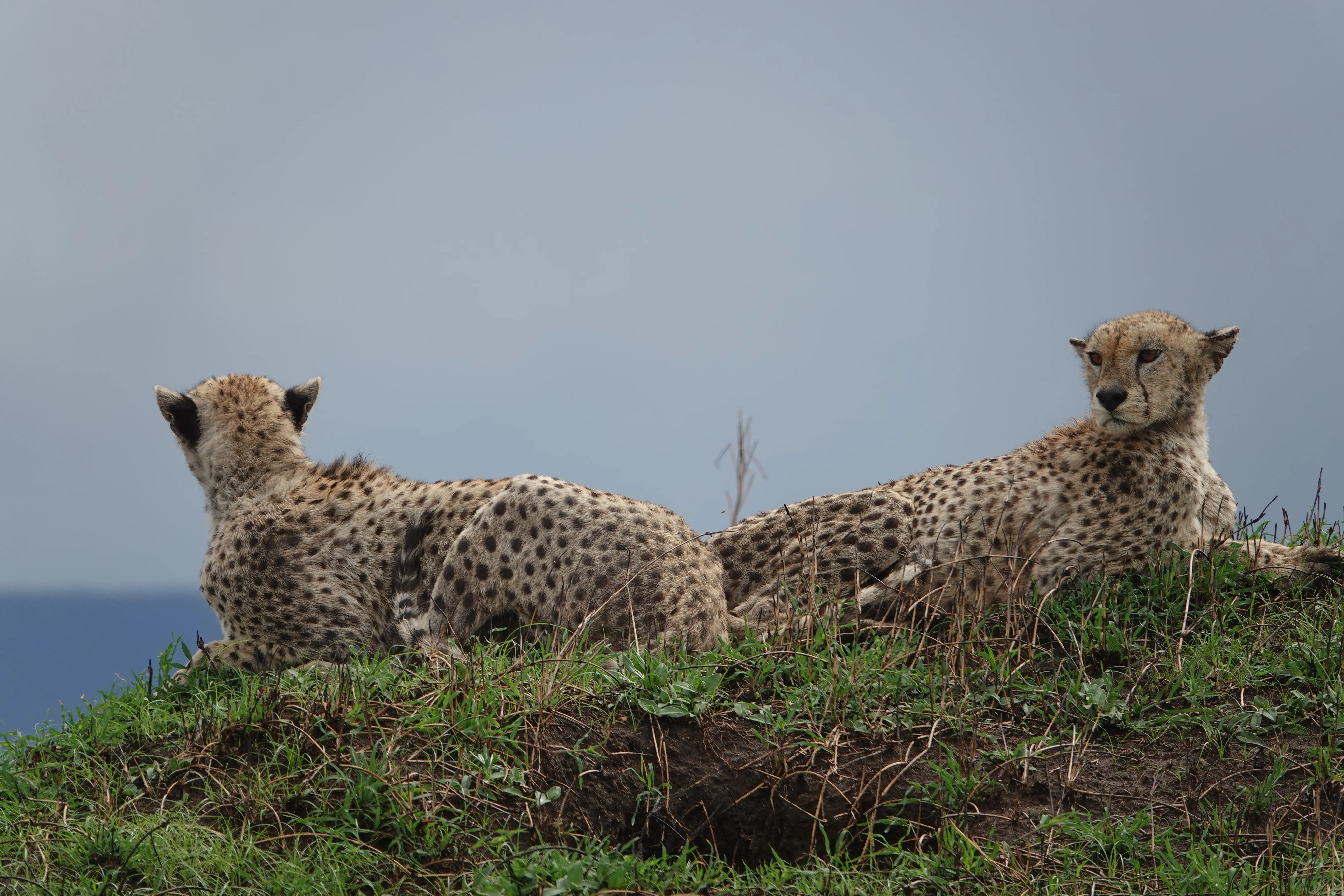 Tanzania 00895