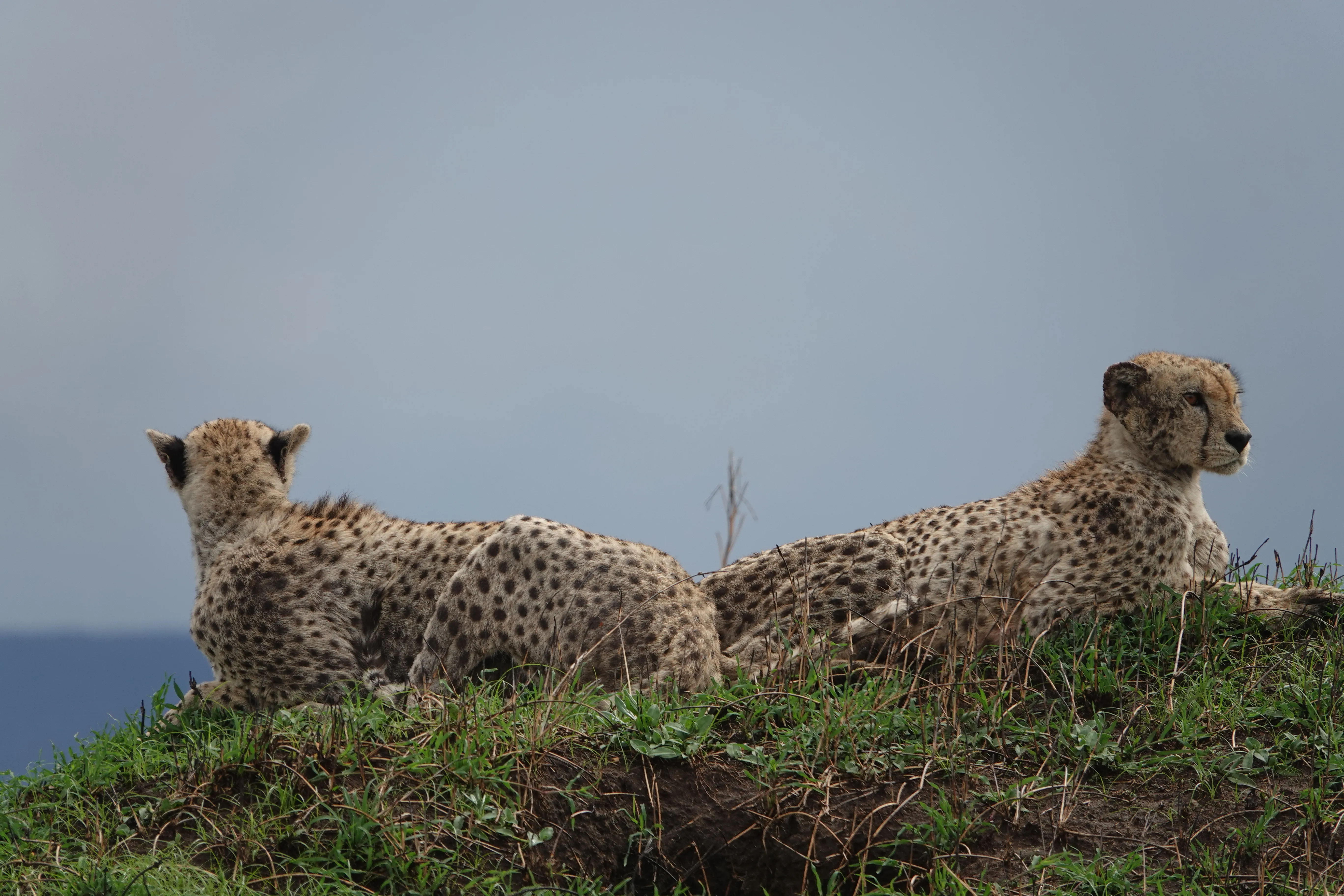 Tanzania 00897