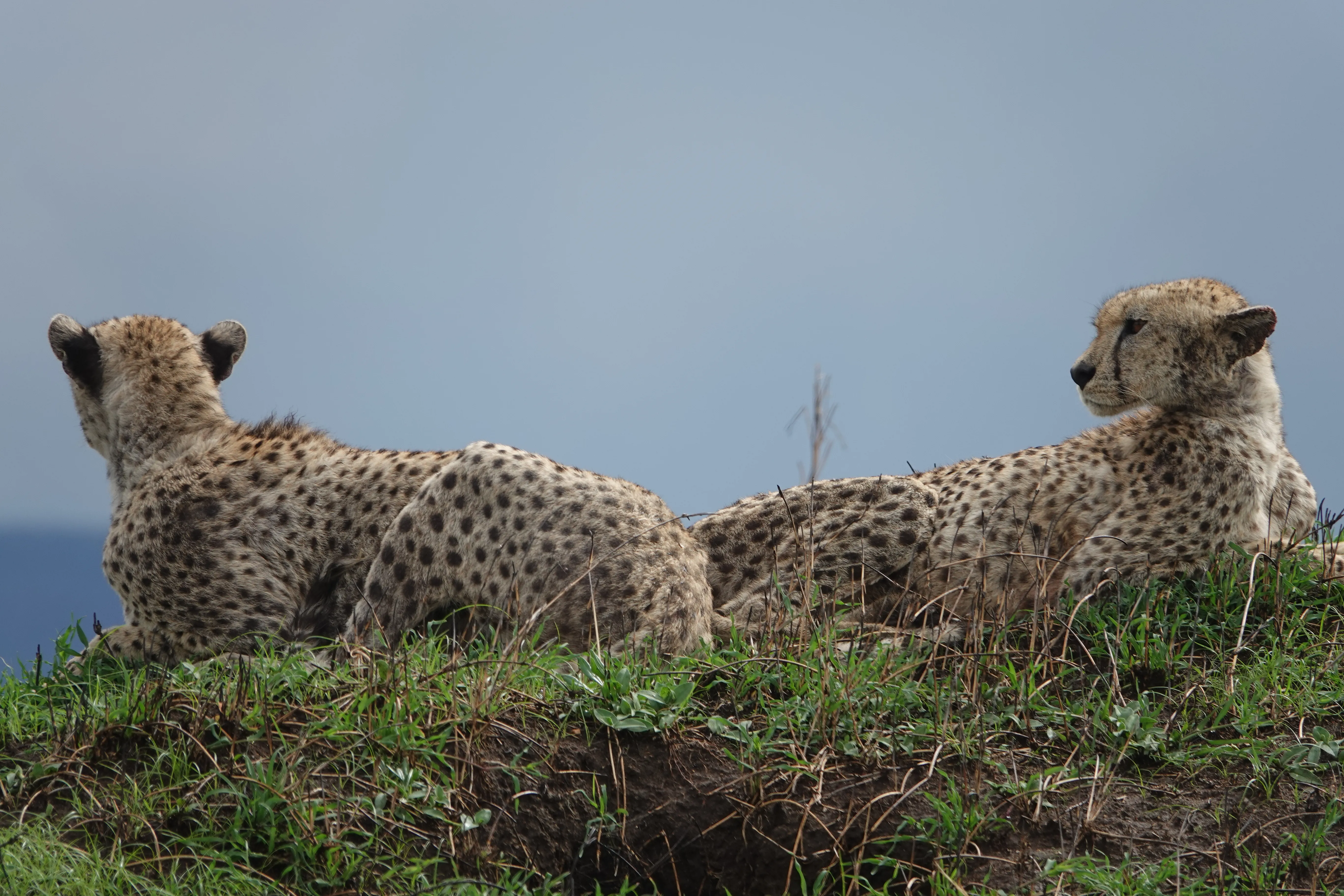 Tanzania 00915