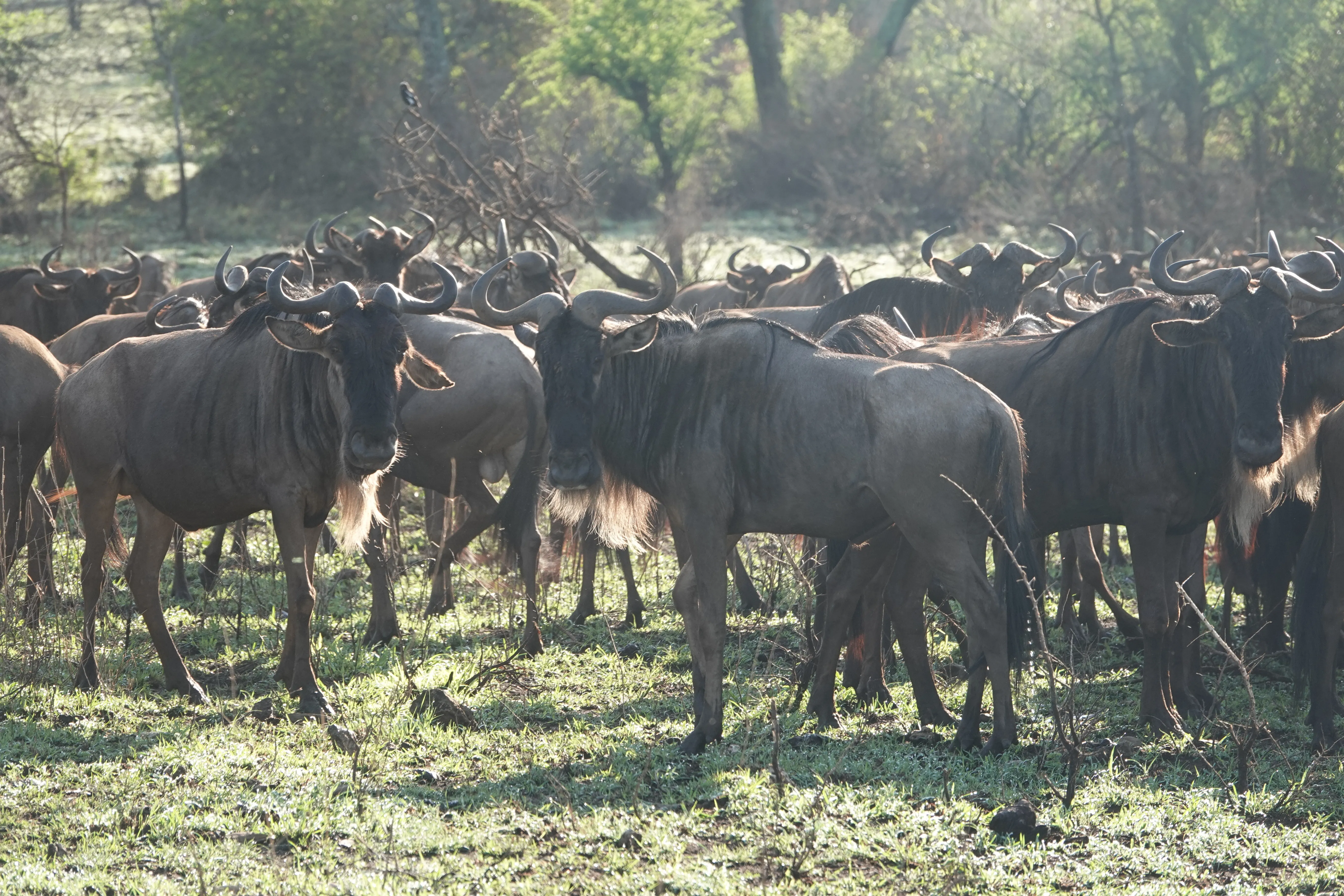 Tanzania 00971