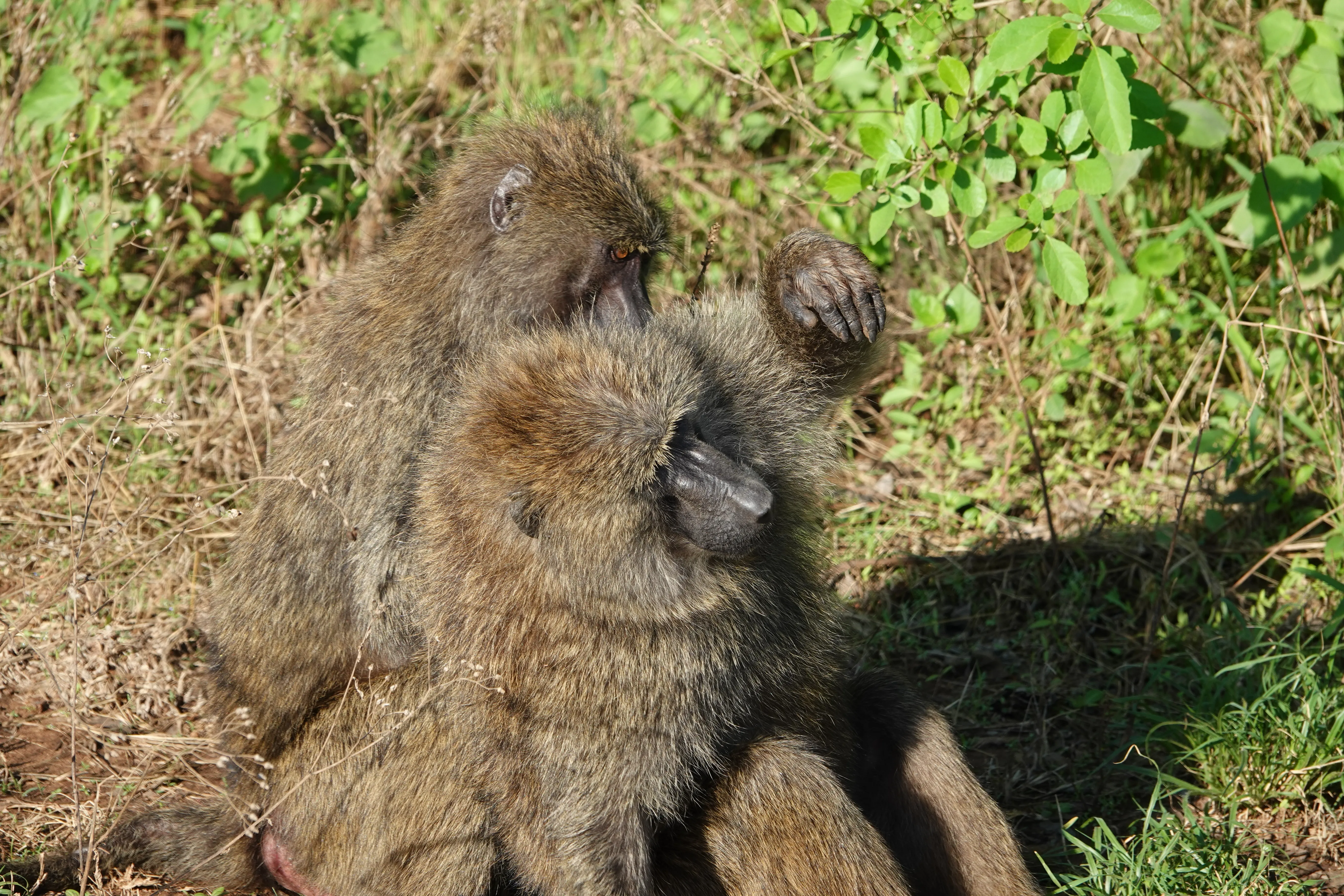 Tanzania 00978