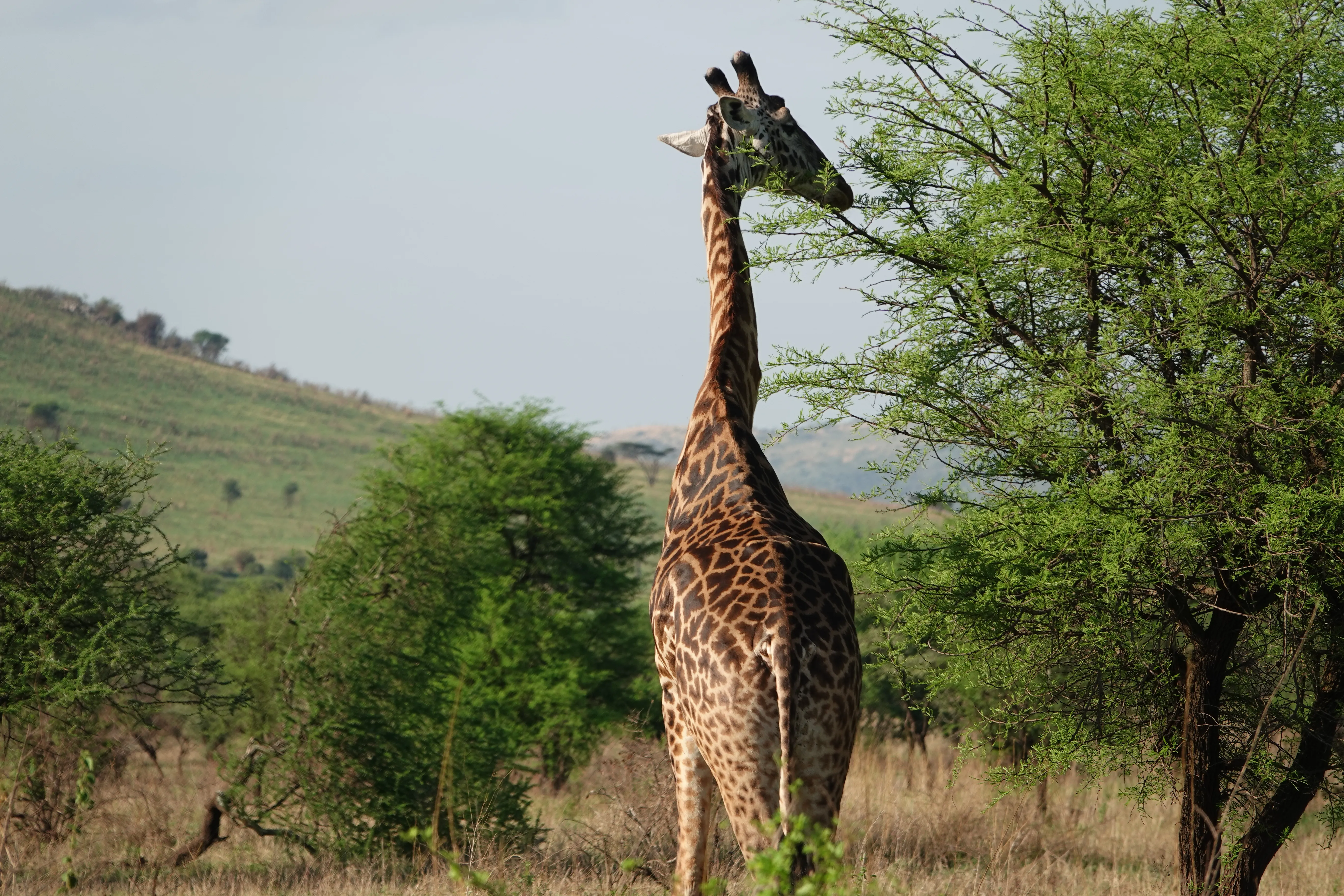 Tanzania 00981