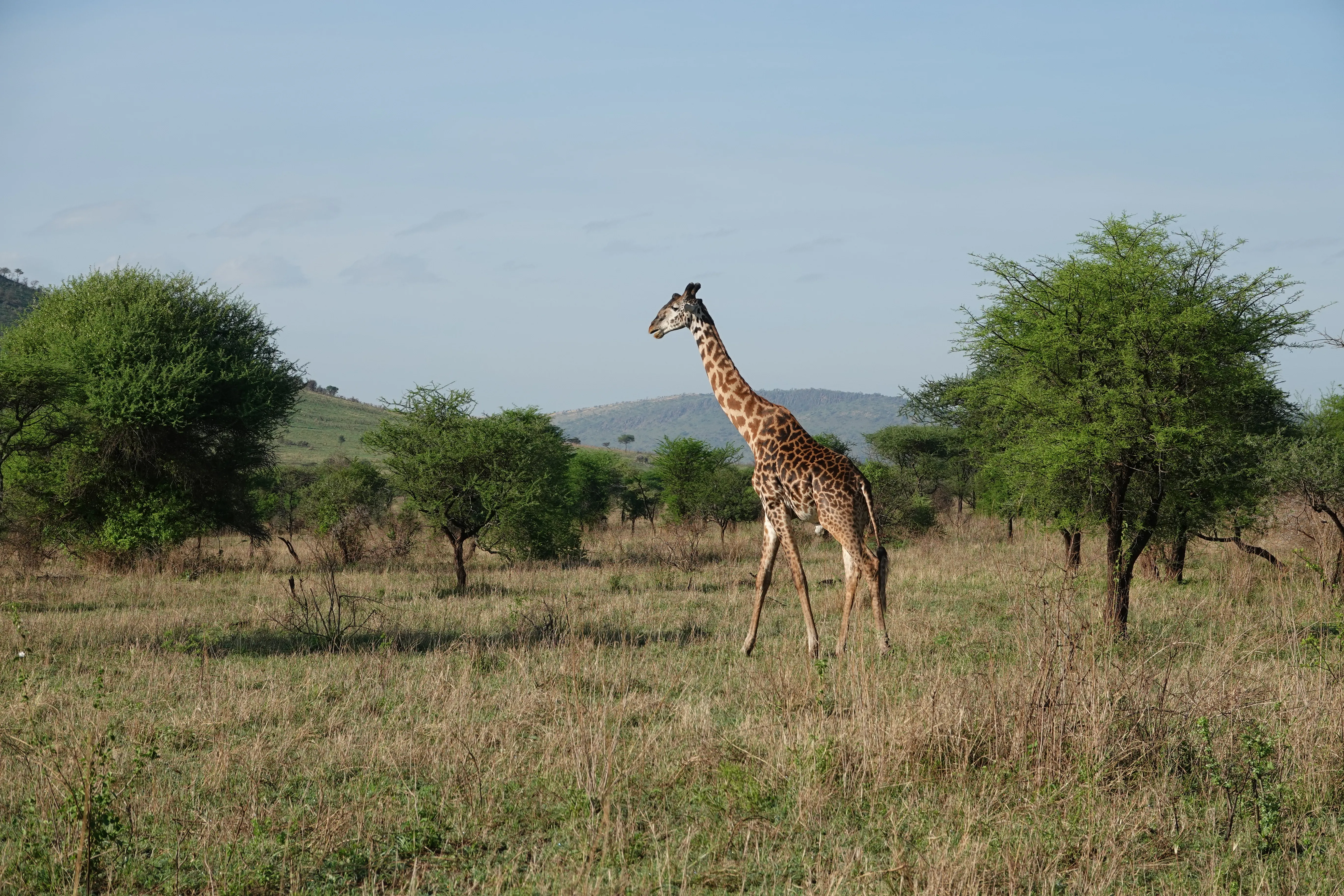 Tanzania 00983