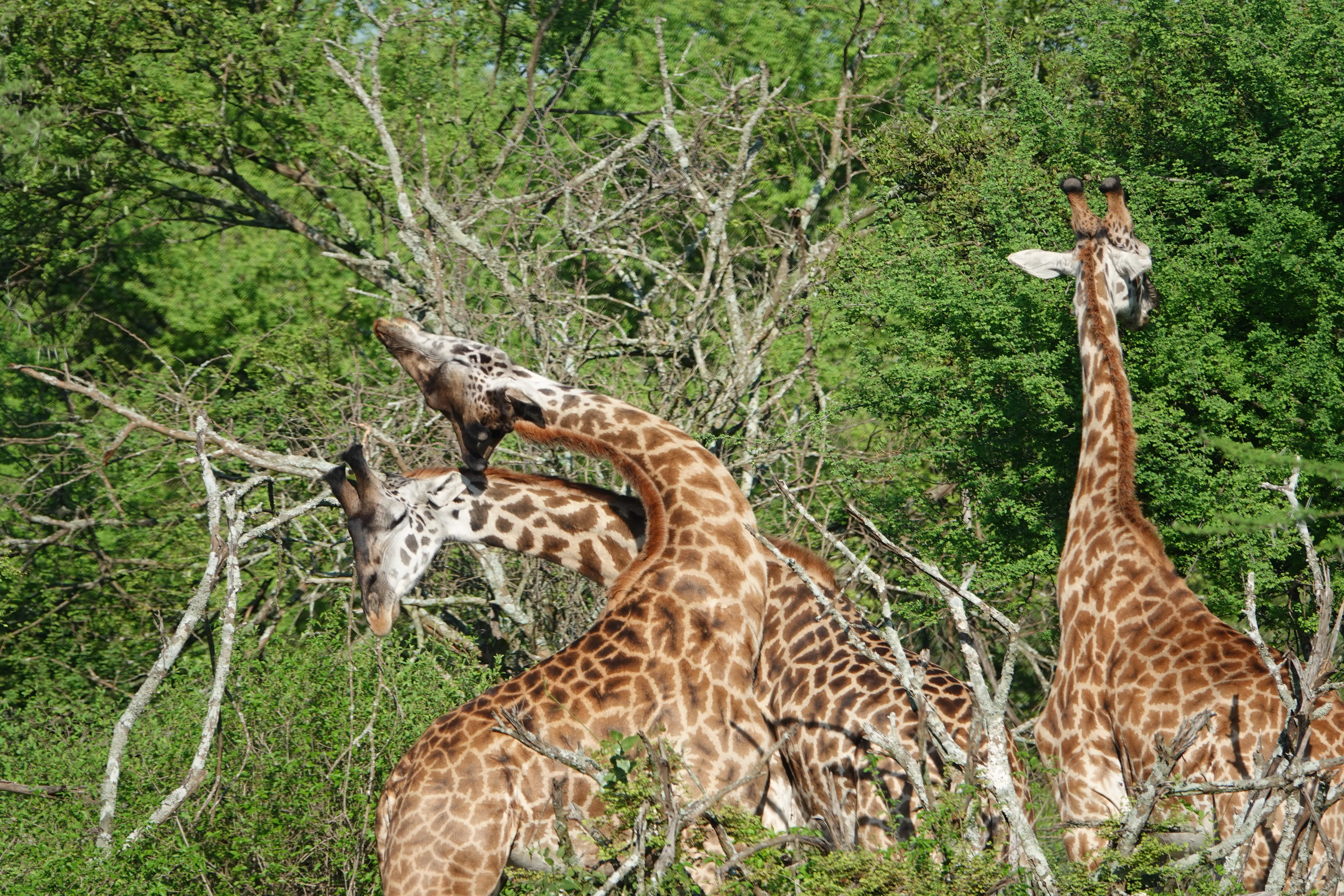 Tanzania 00994