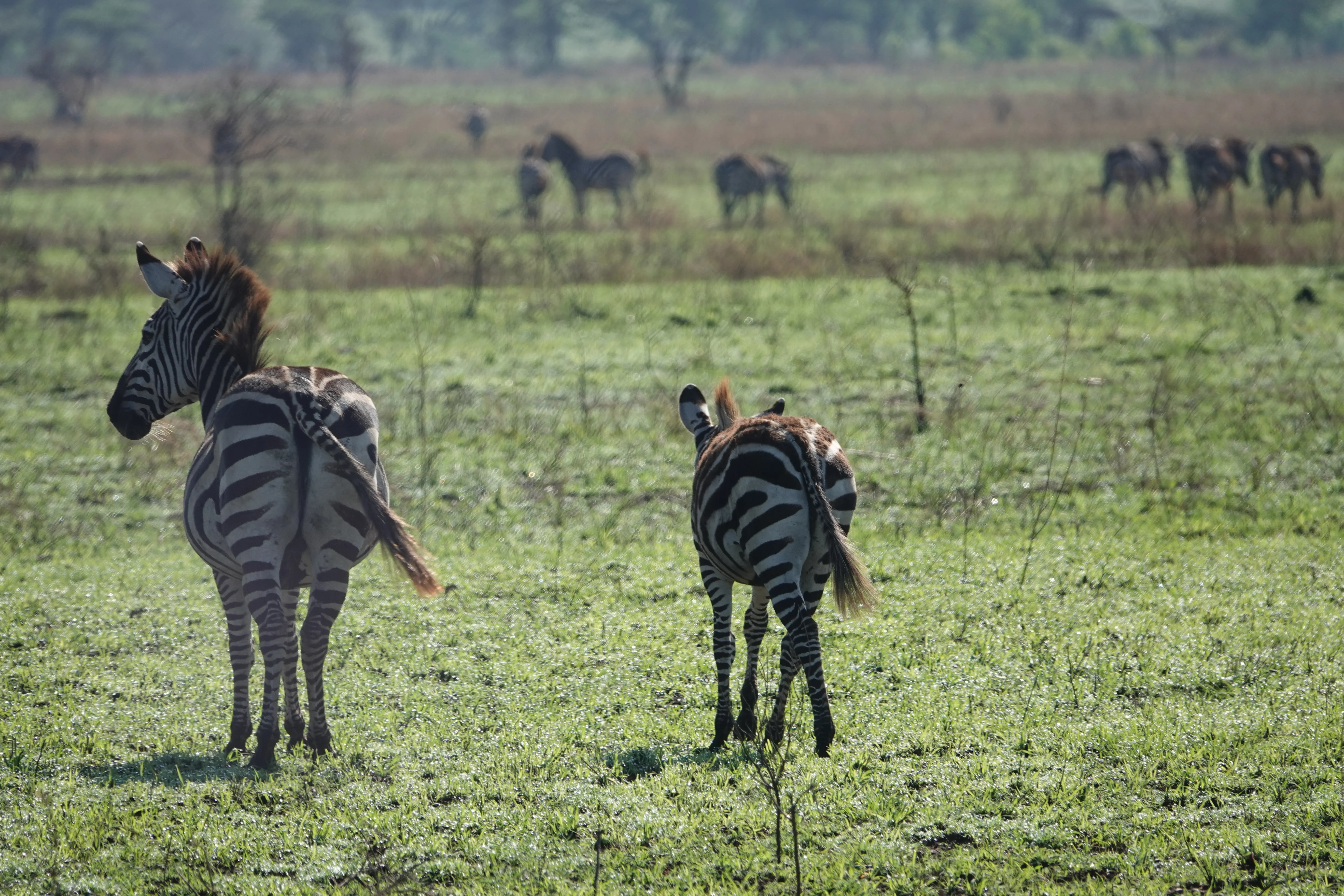 Tanzania 01033