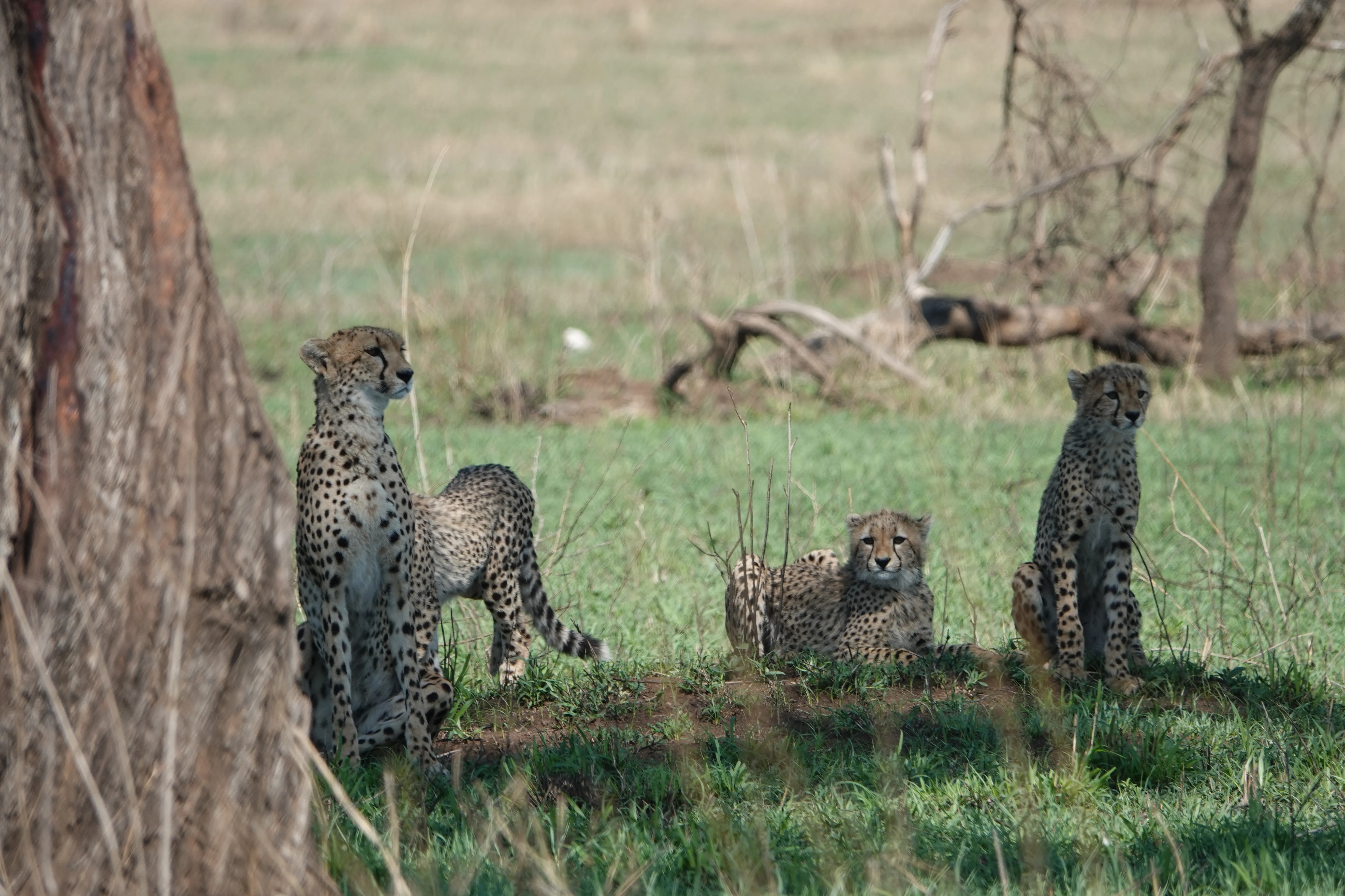 Tanzania 01151