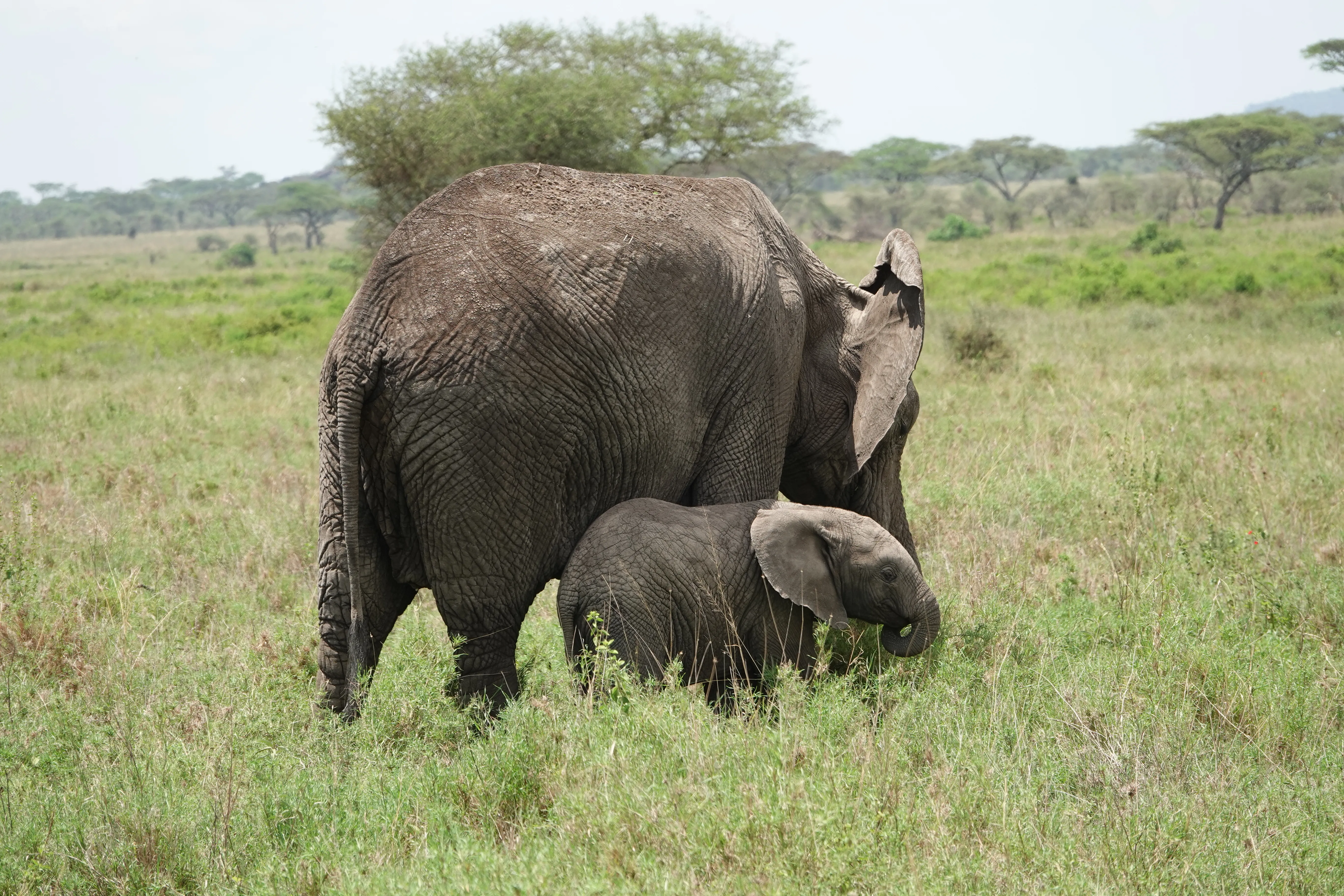 Tanzania 01324