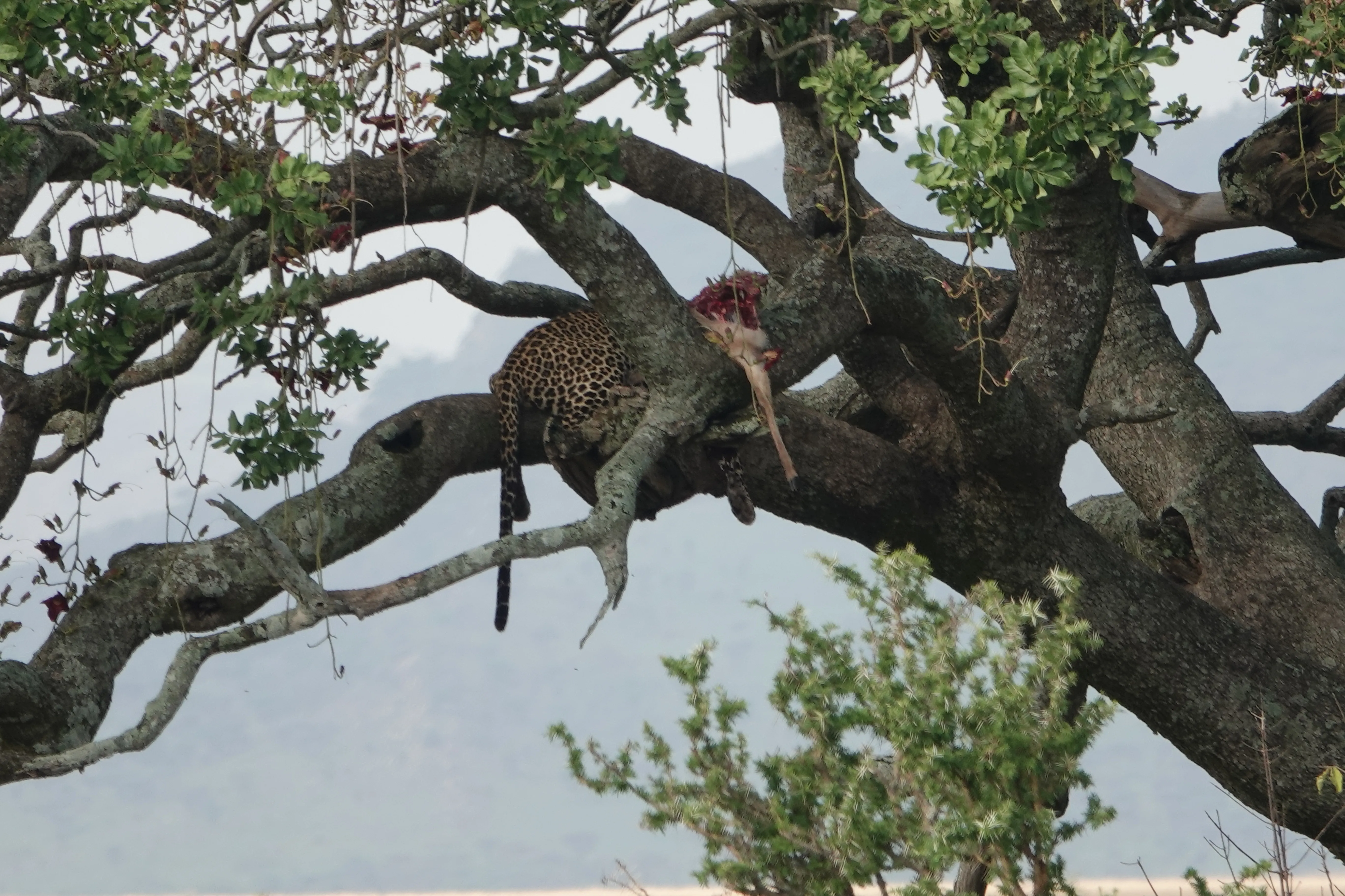 Tanzania 01340