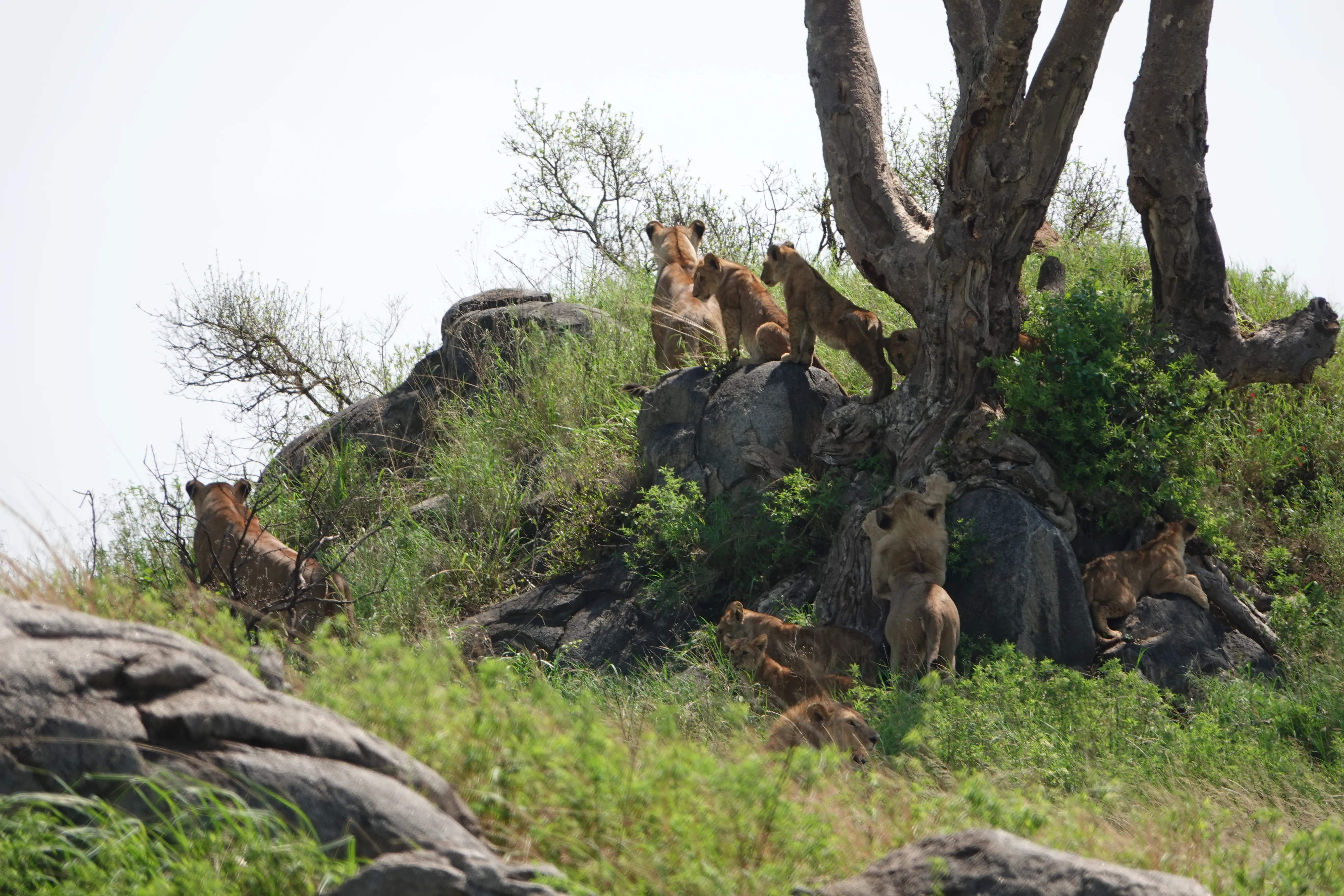 Tanzania 01458