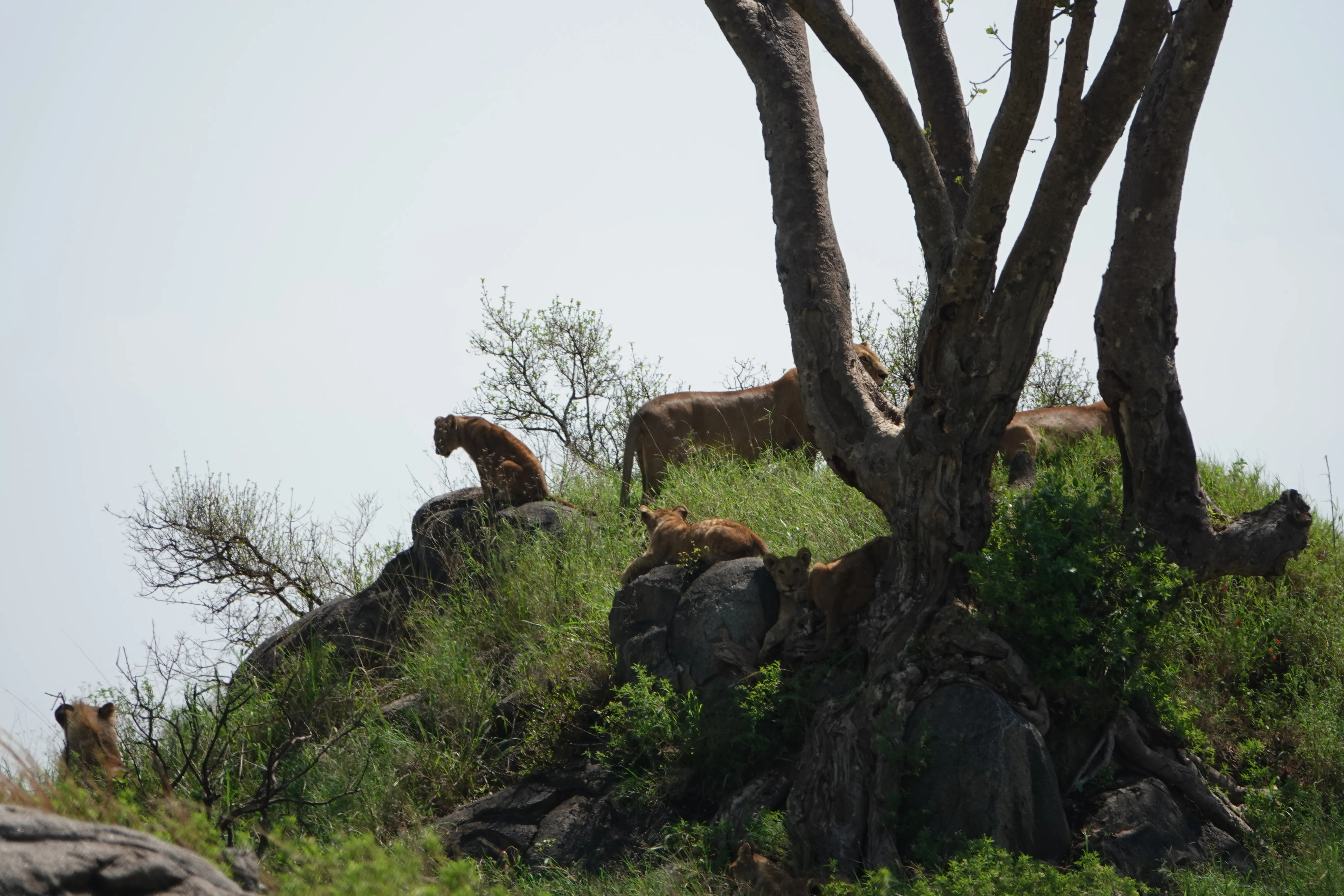 Tanzania 01477