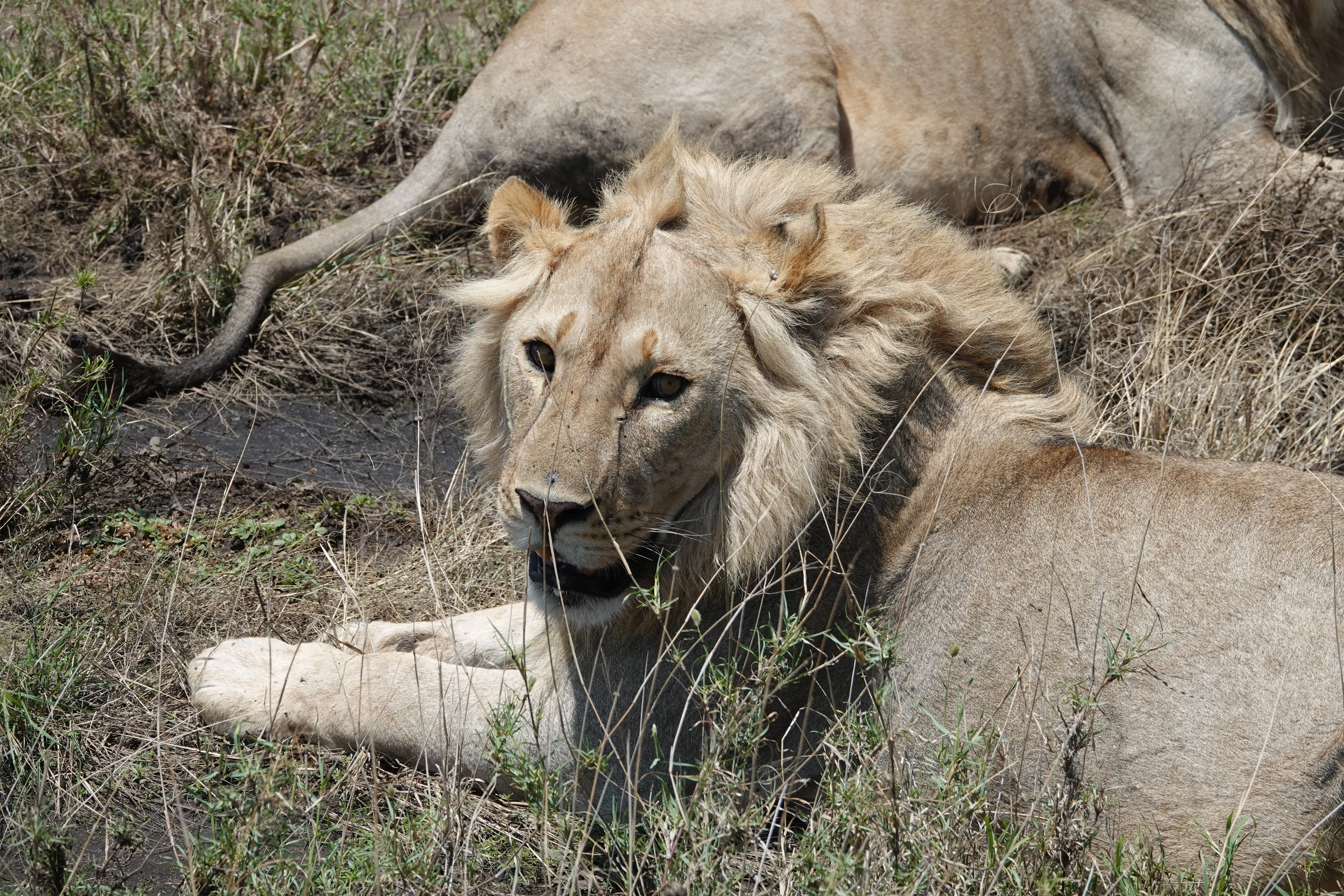 Tanzania 01487