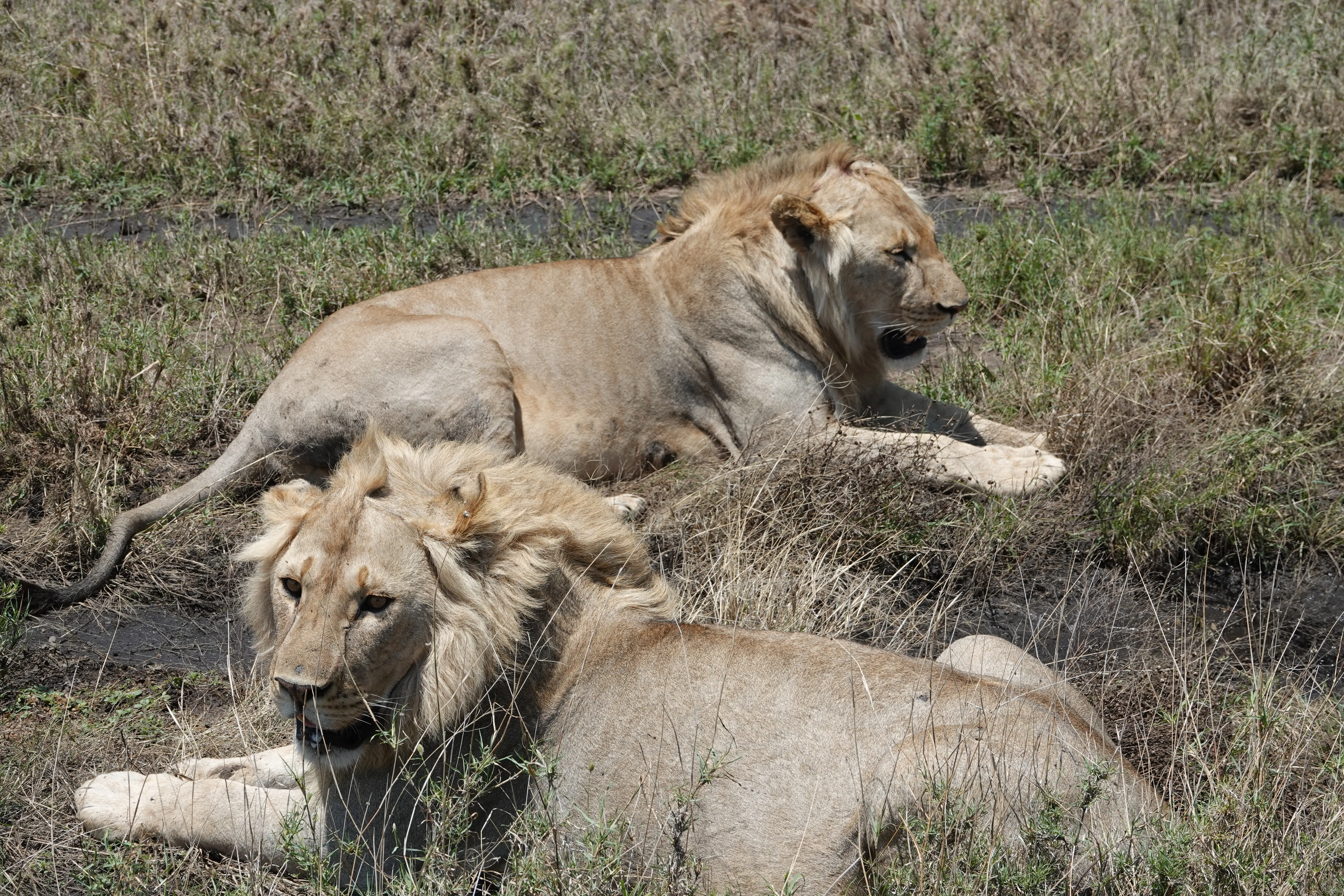 Tanzania 01492