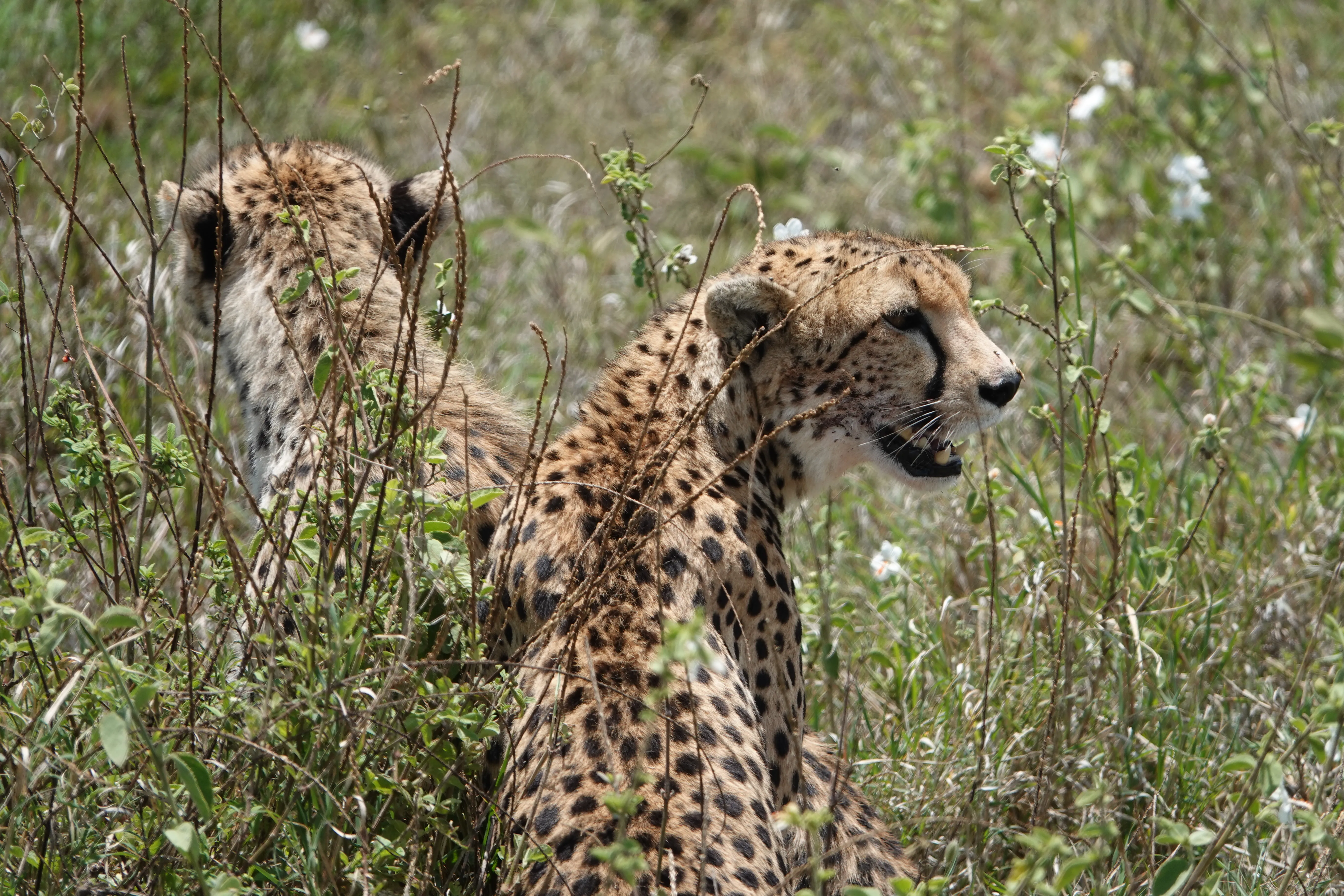 Tanzania 01537