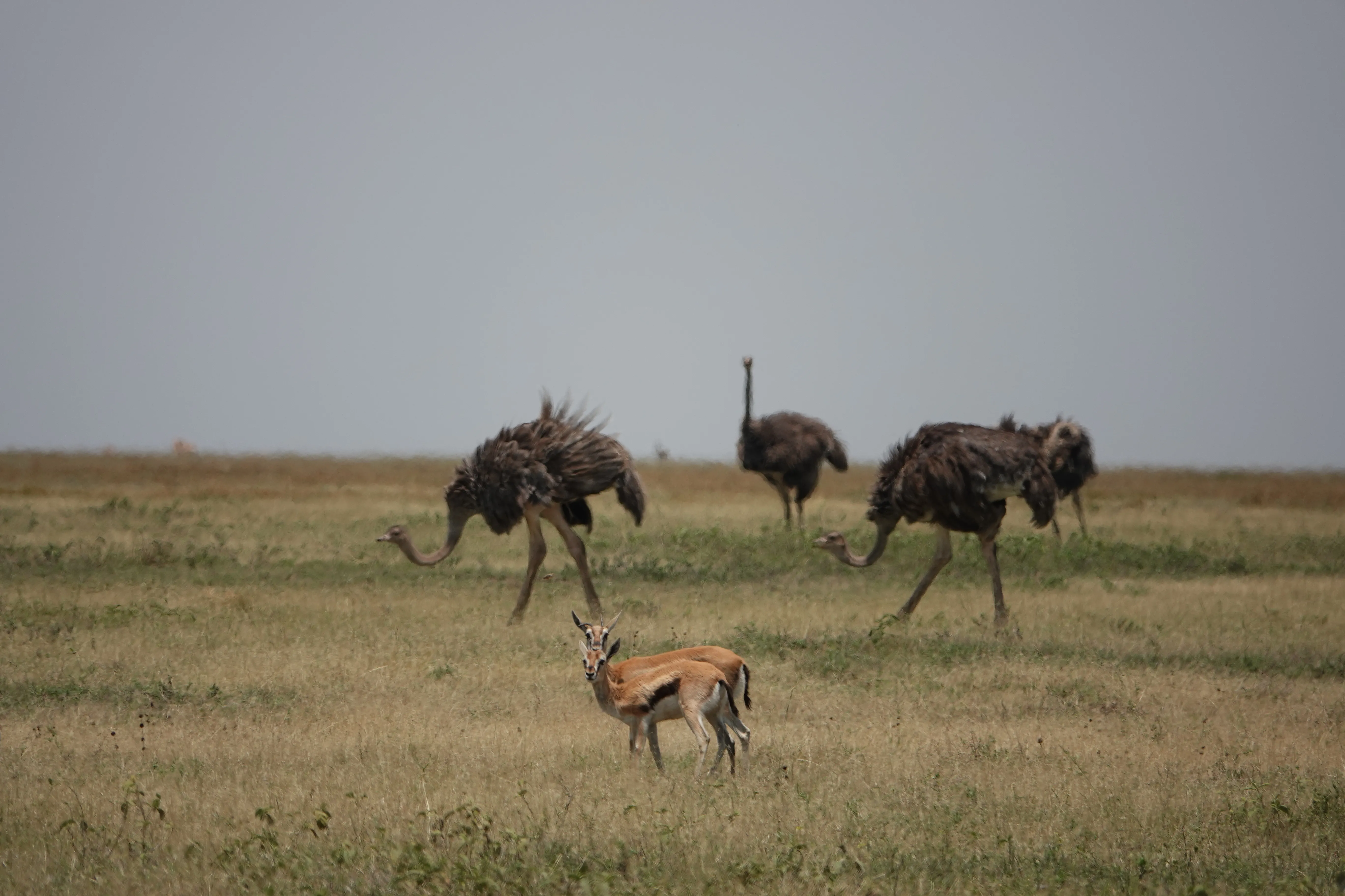 Tanzania 01552