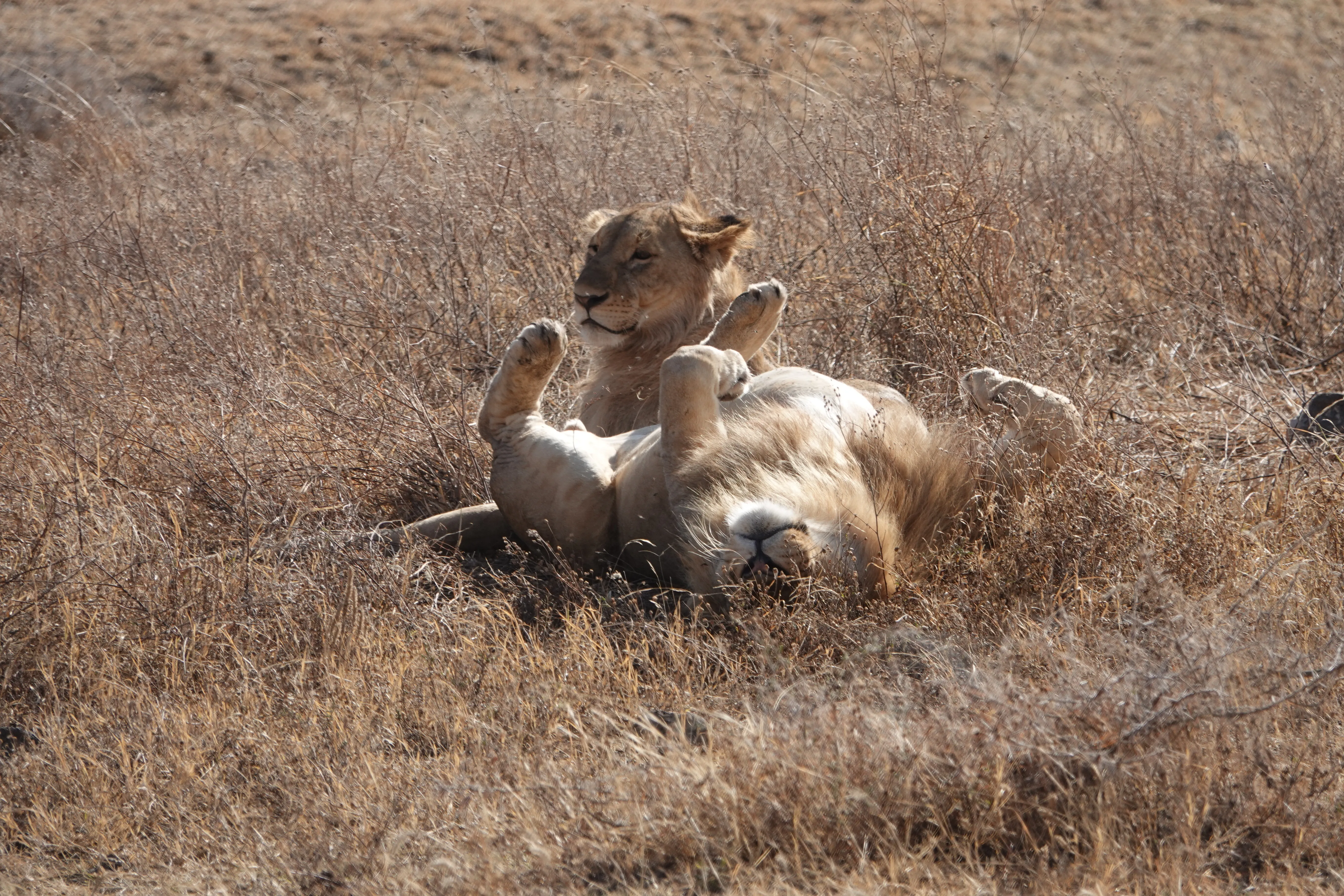 Tanzania 01584