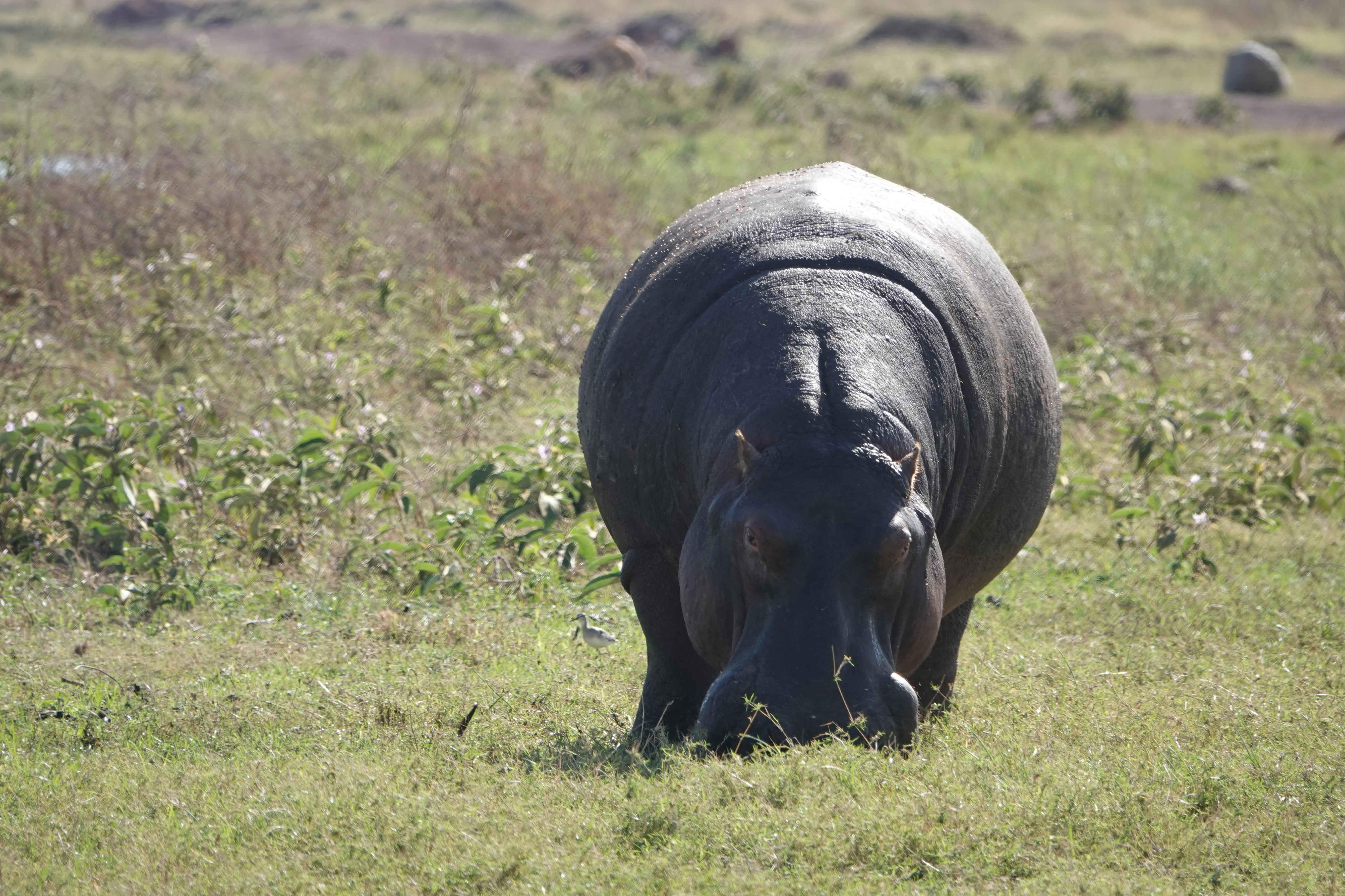 Tanzania 01689