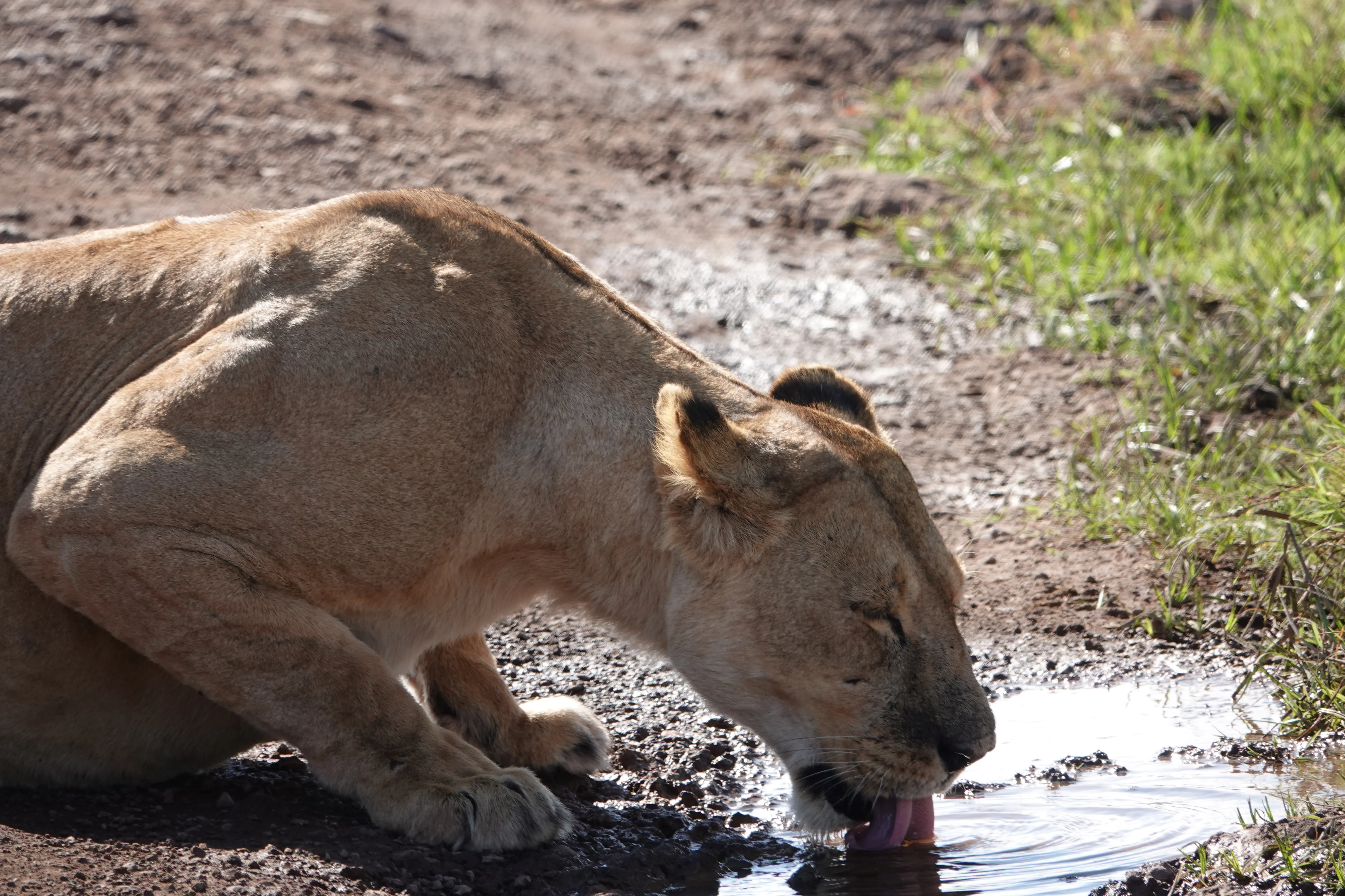 Tanzania 01734