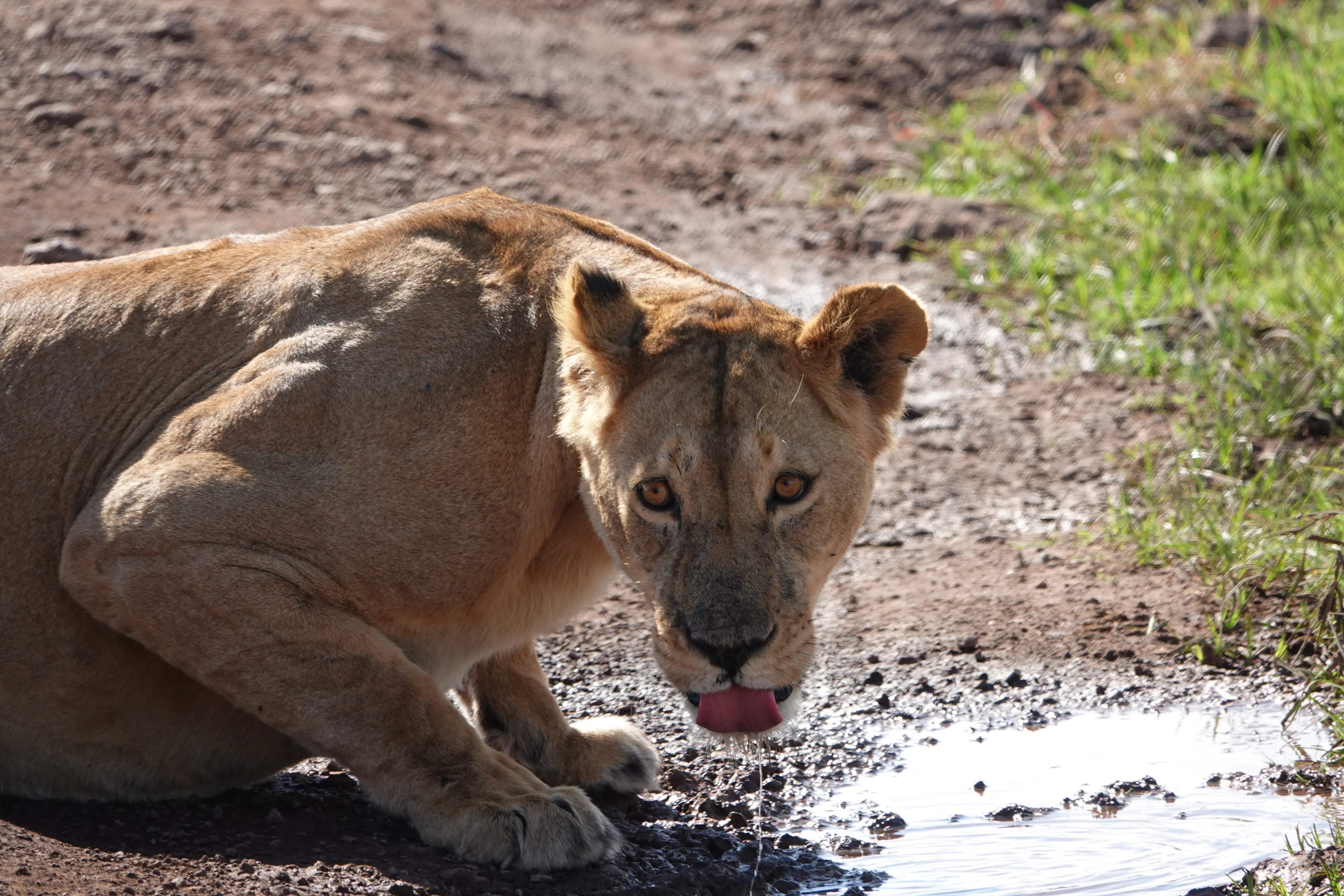 Tanzania 01736