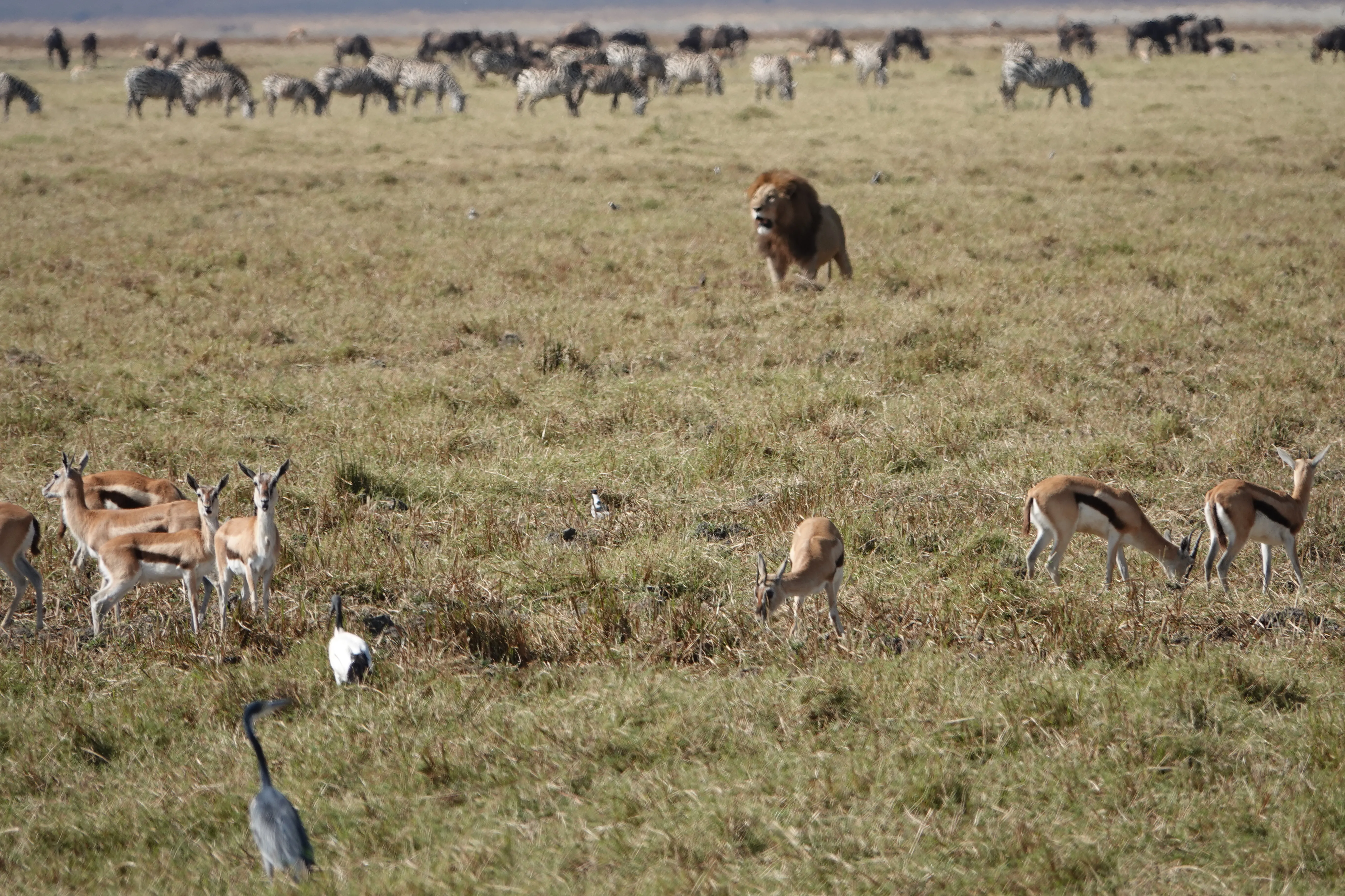 Tanzania 01761