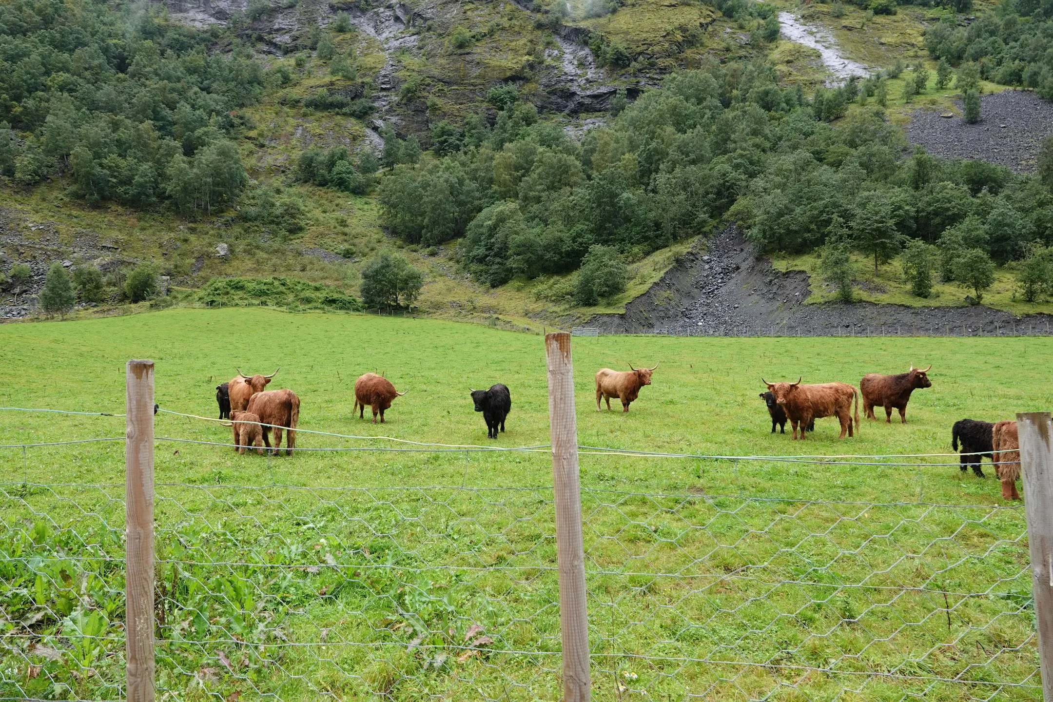 Cows 1