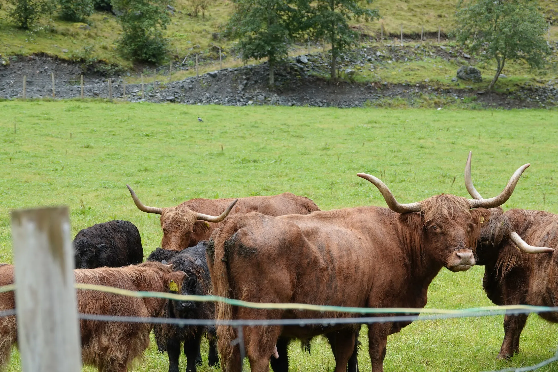 Cows 2