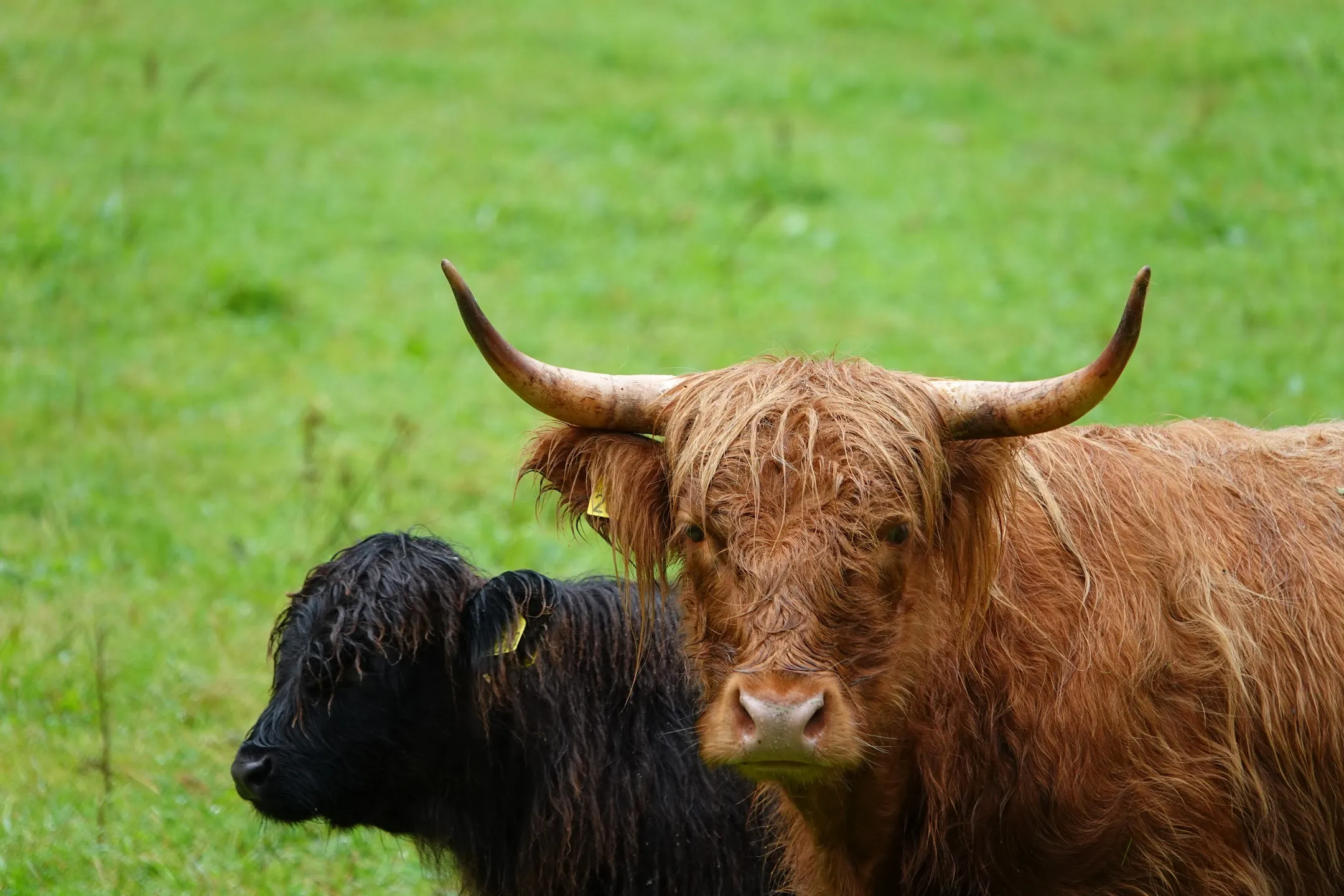 Cows 3