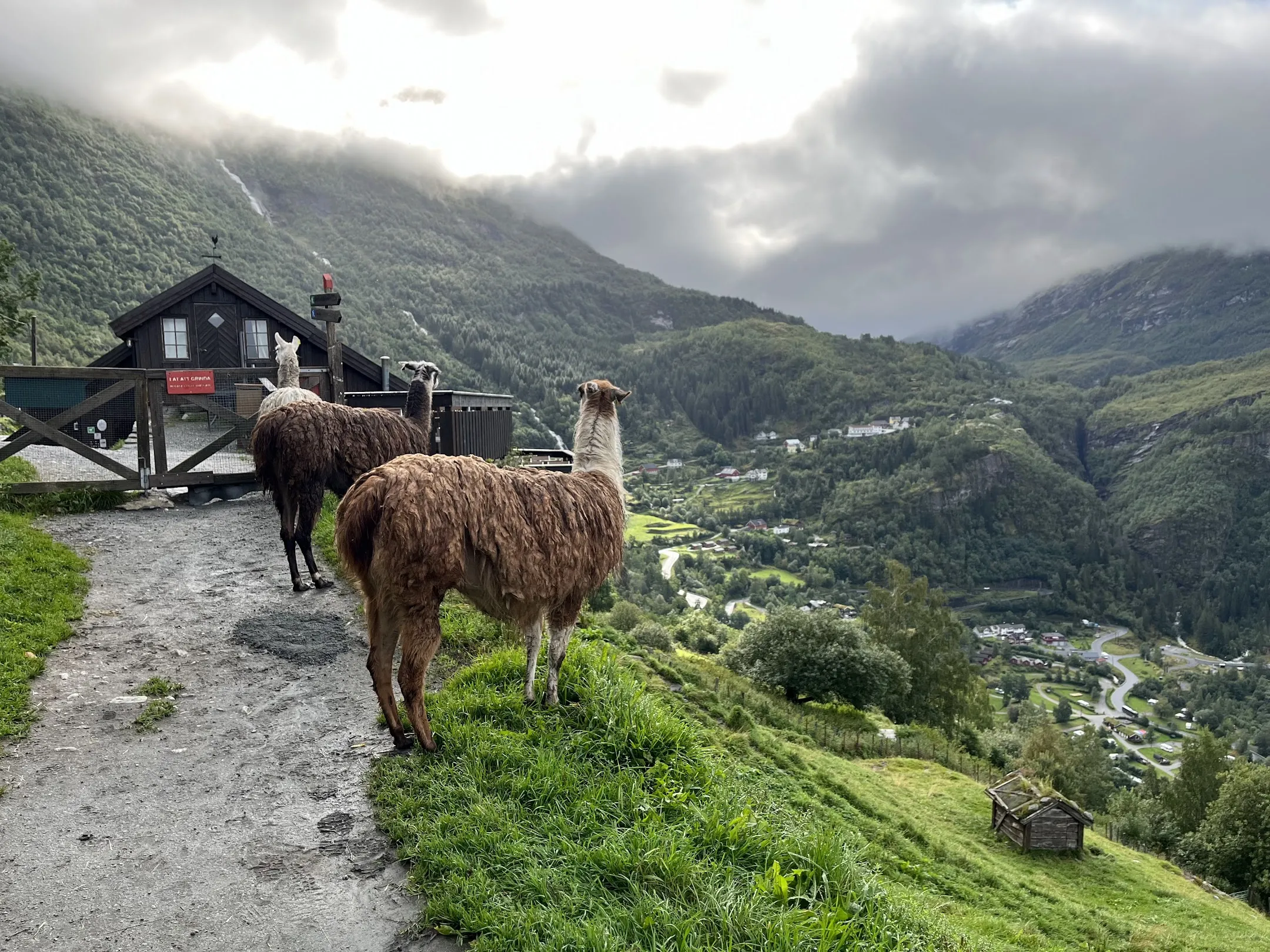 Llama1