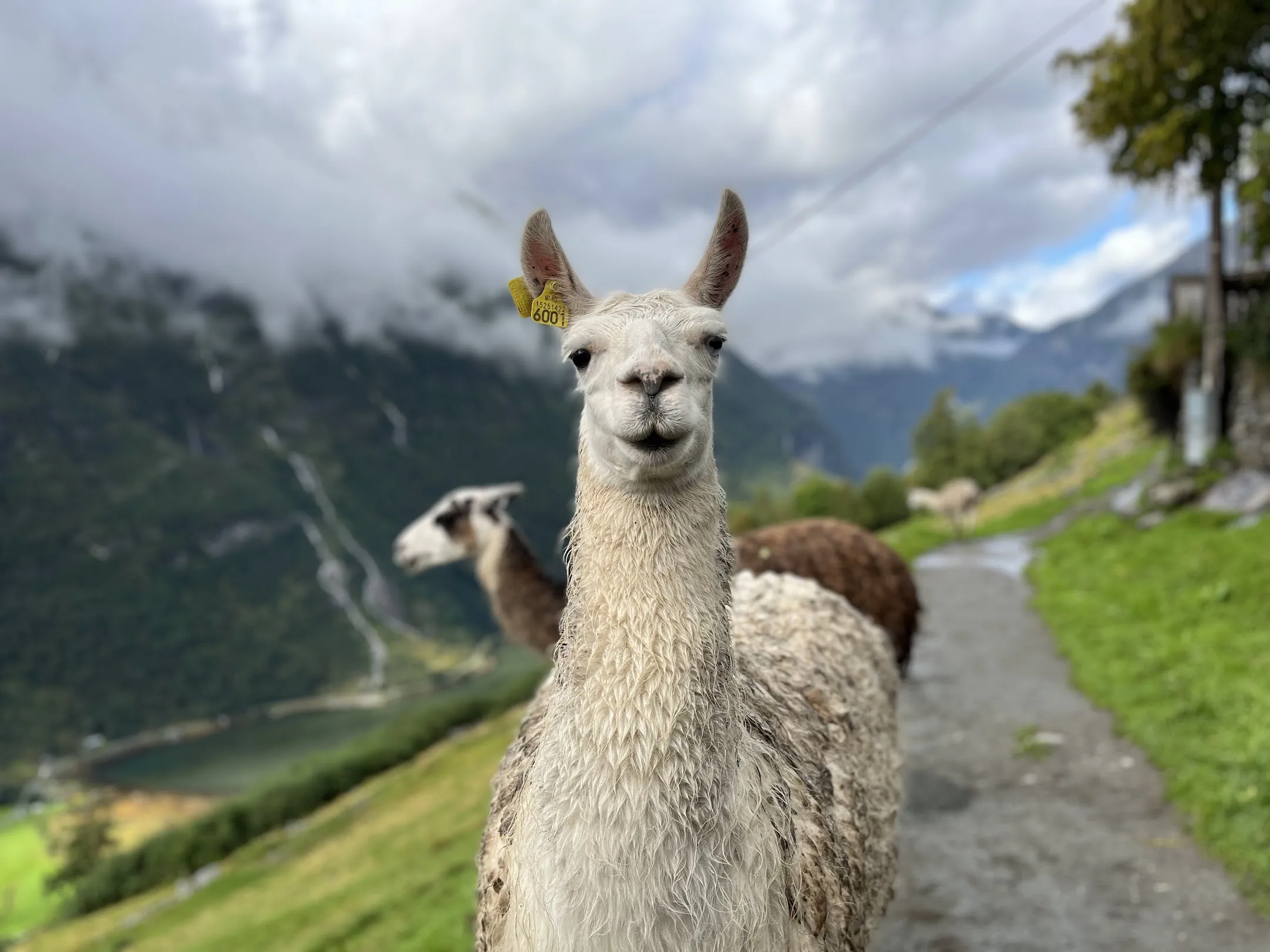 Llama2