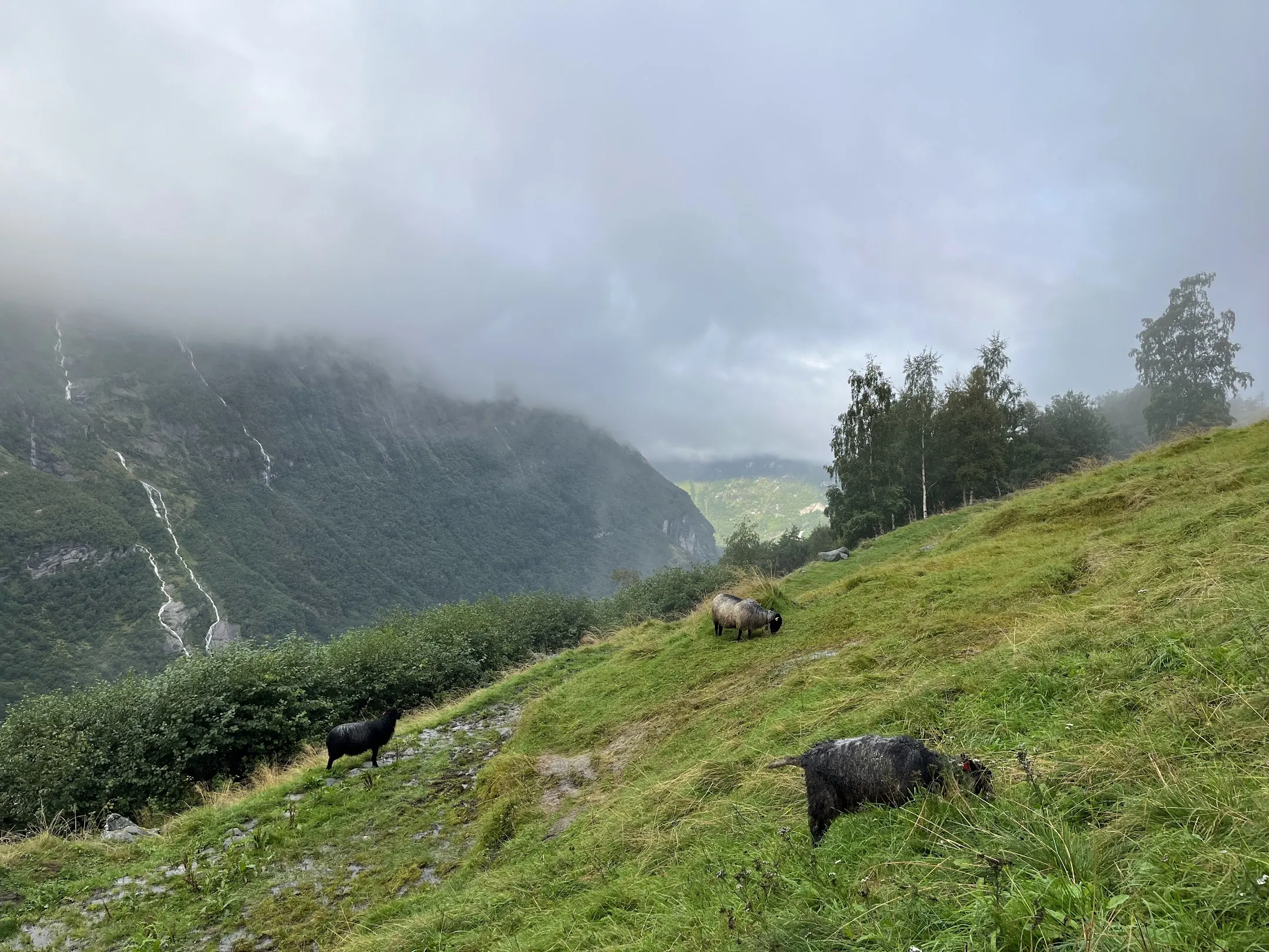 Sheep 1