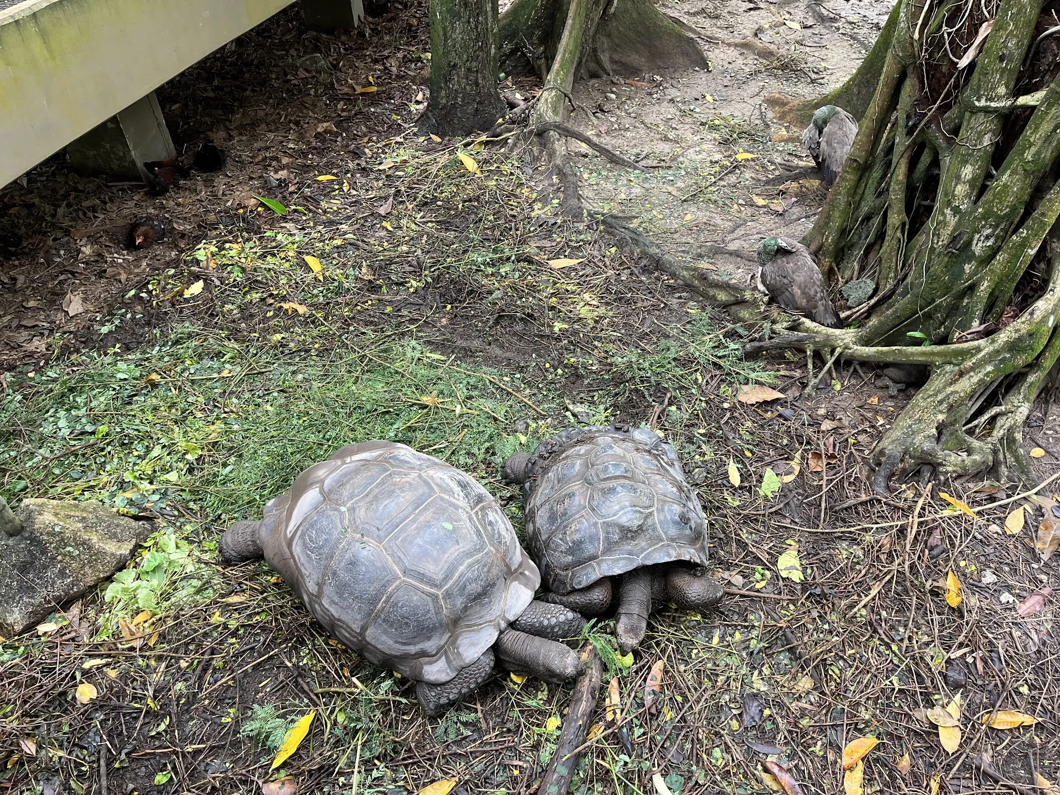 Turtles 1