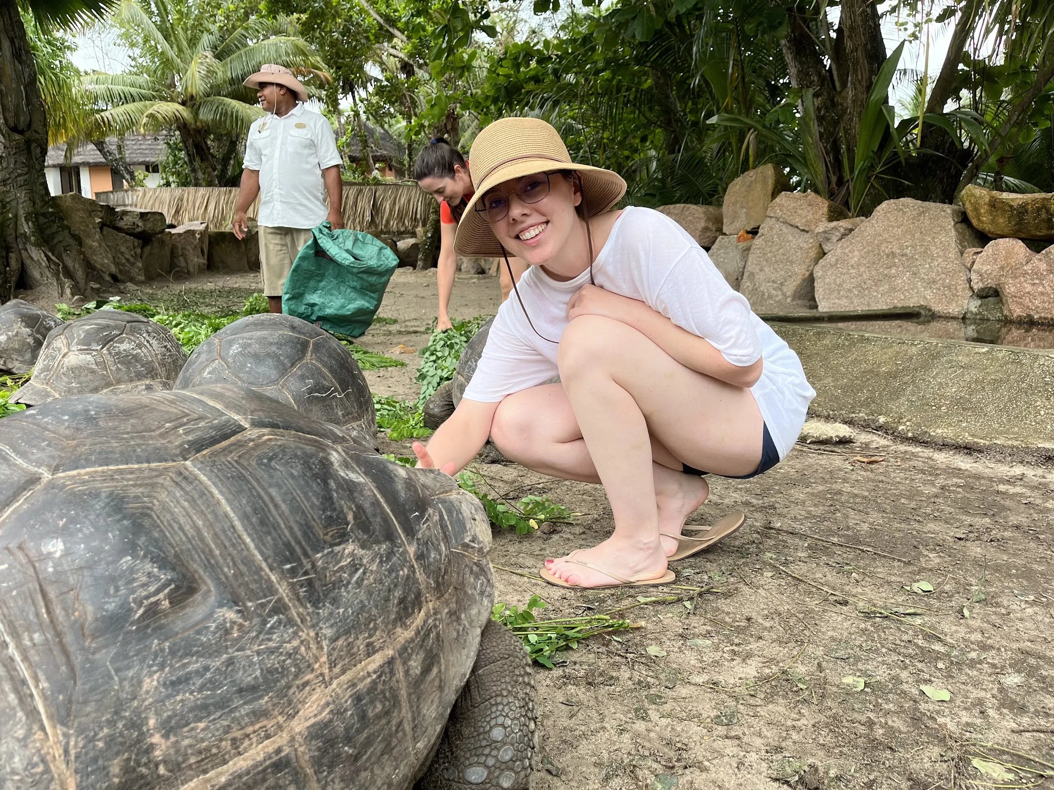 Turtles 2